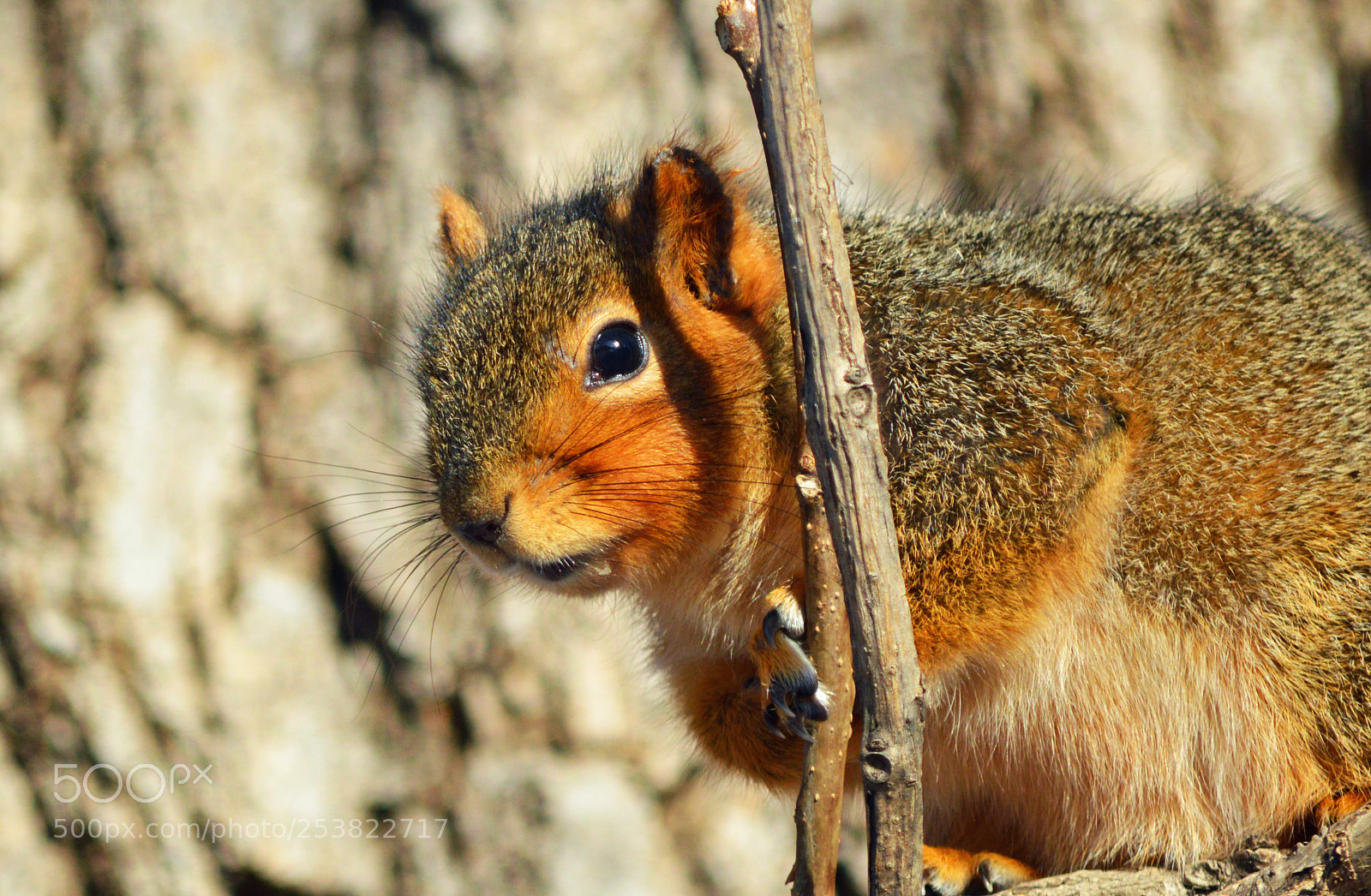 Nikon D3200 sample photo. Red squirrel photography
