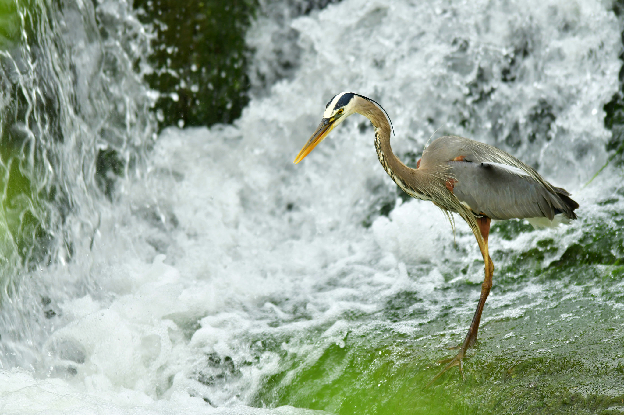 Nikon AF-S Nikkor 400mm F2.8D ED-IF II sample photo. Let the water fall photography