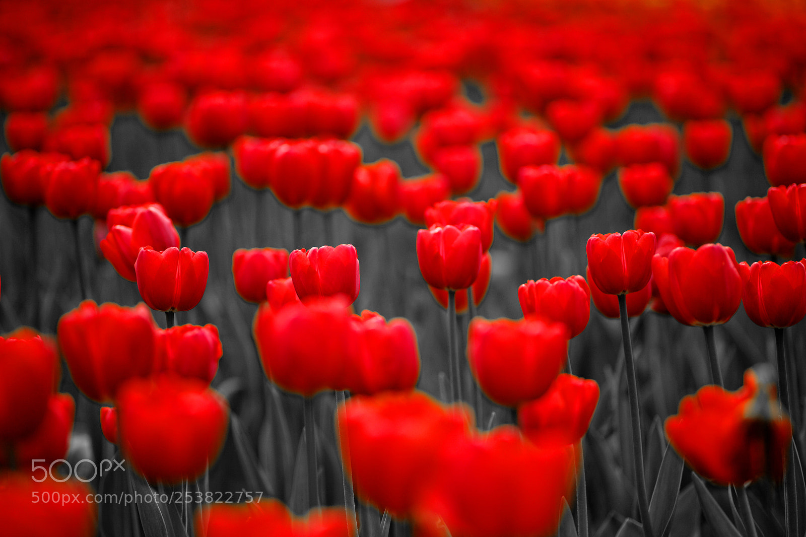 Canon EOS 5D sample photo. Dripping red photography