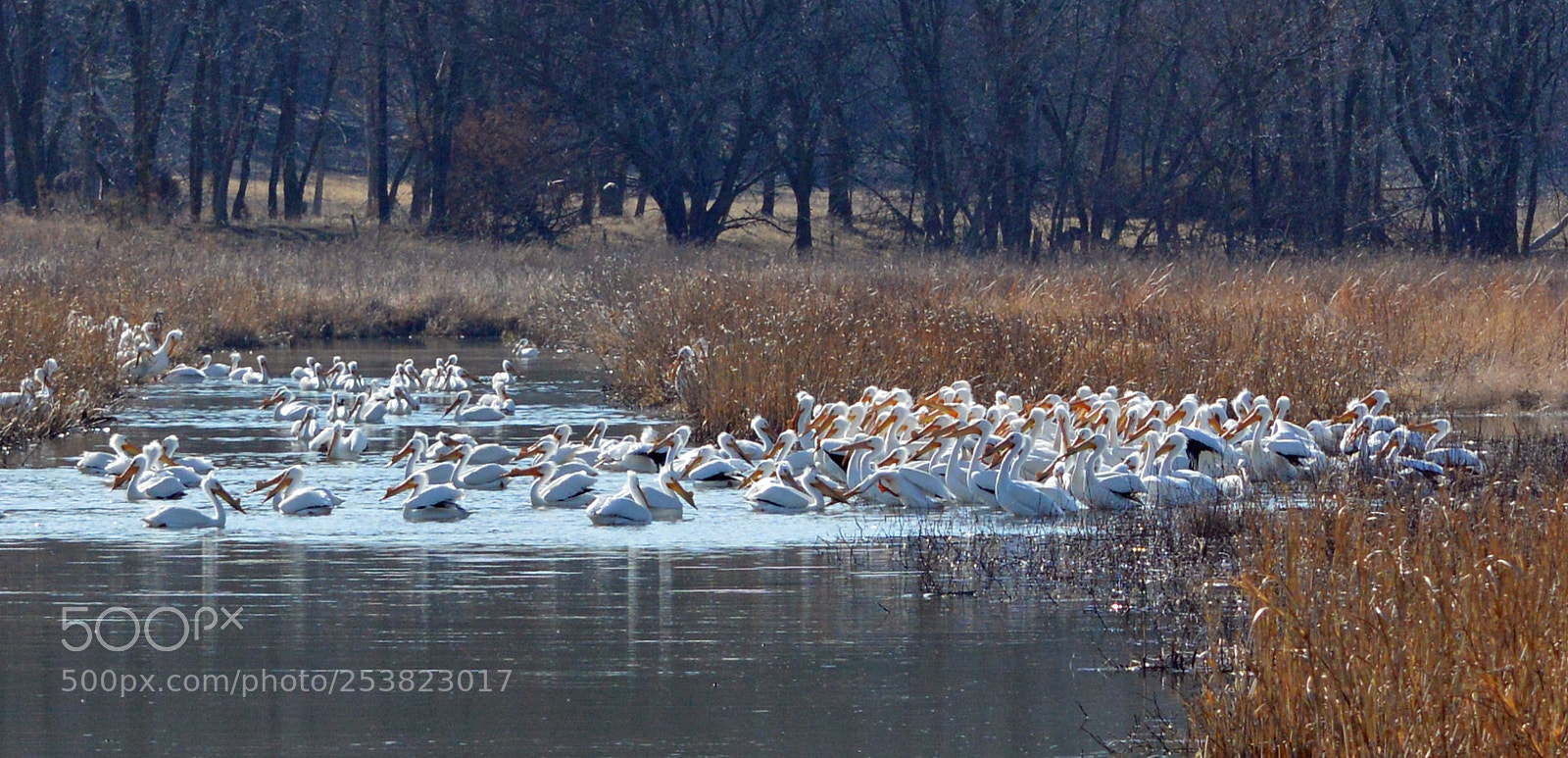 Nikon D3200 sample photo. Pelican council photography