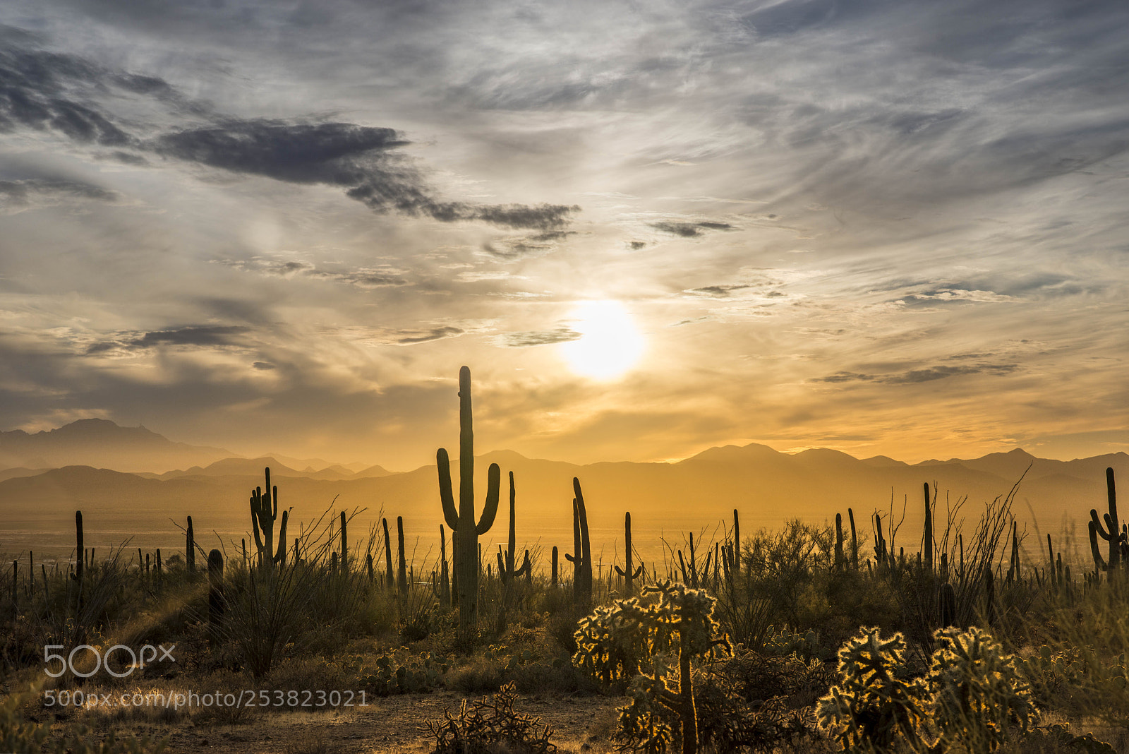 Nikon D800E sample photo. Sunset at saguaro national photography