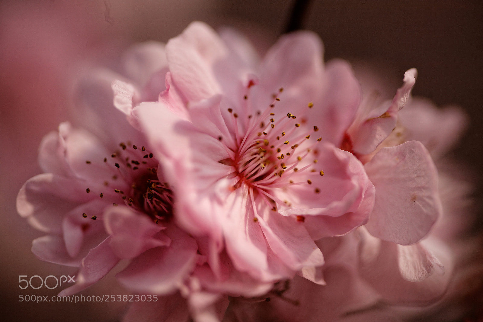 Canon EOS 5D sample photo. Sakura one photography