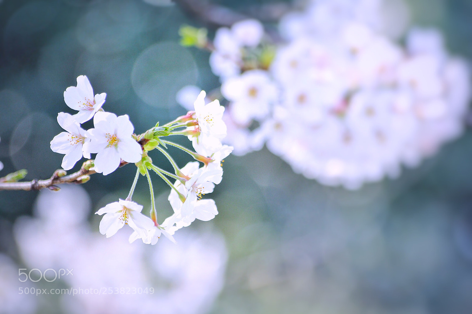 Canon EOS 60D sample photo. Cherry3 photography