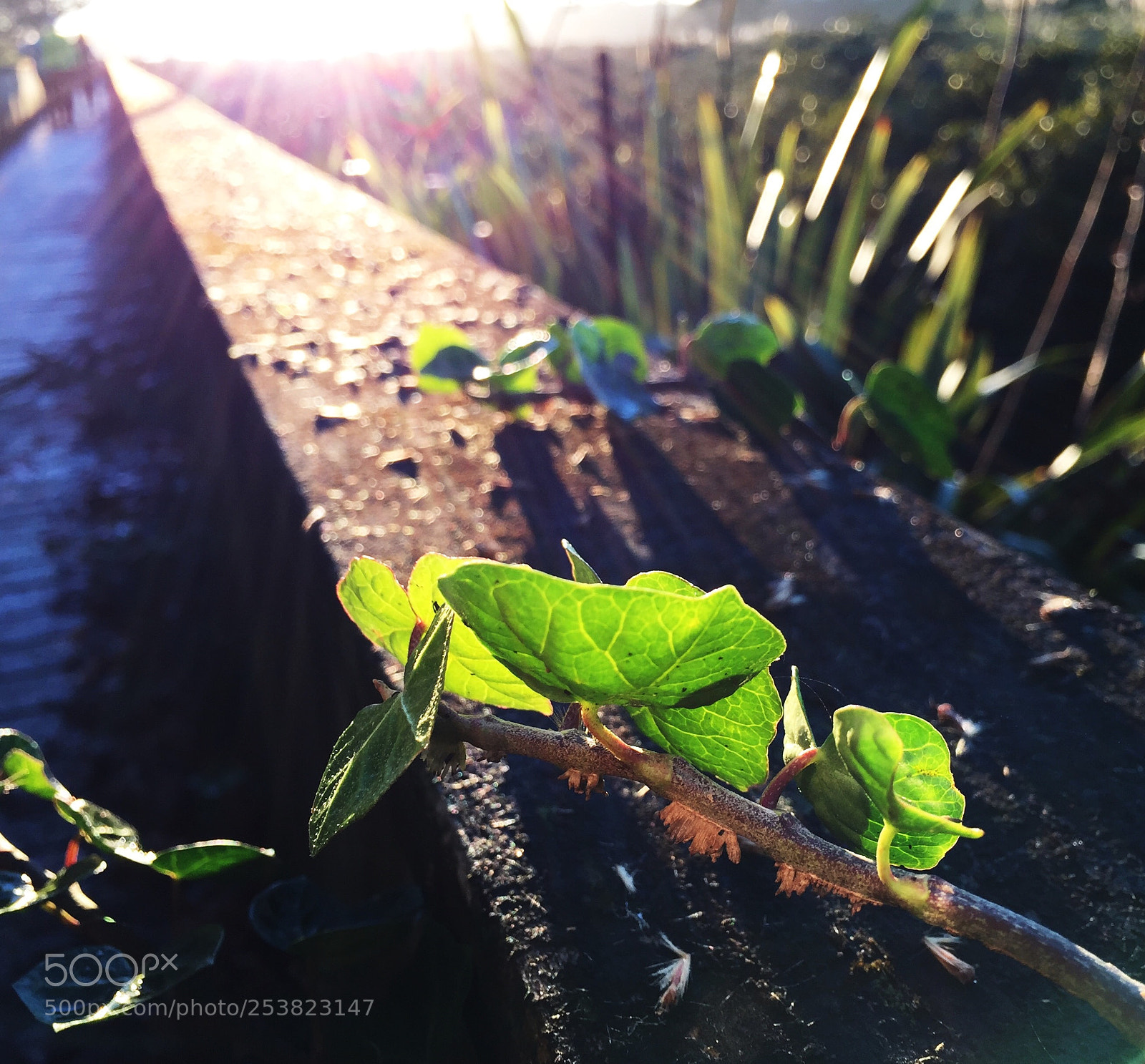 Apple iPhone 6 sample photo. The morning light photography