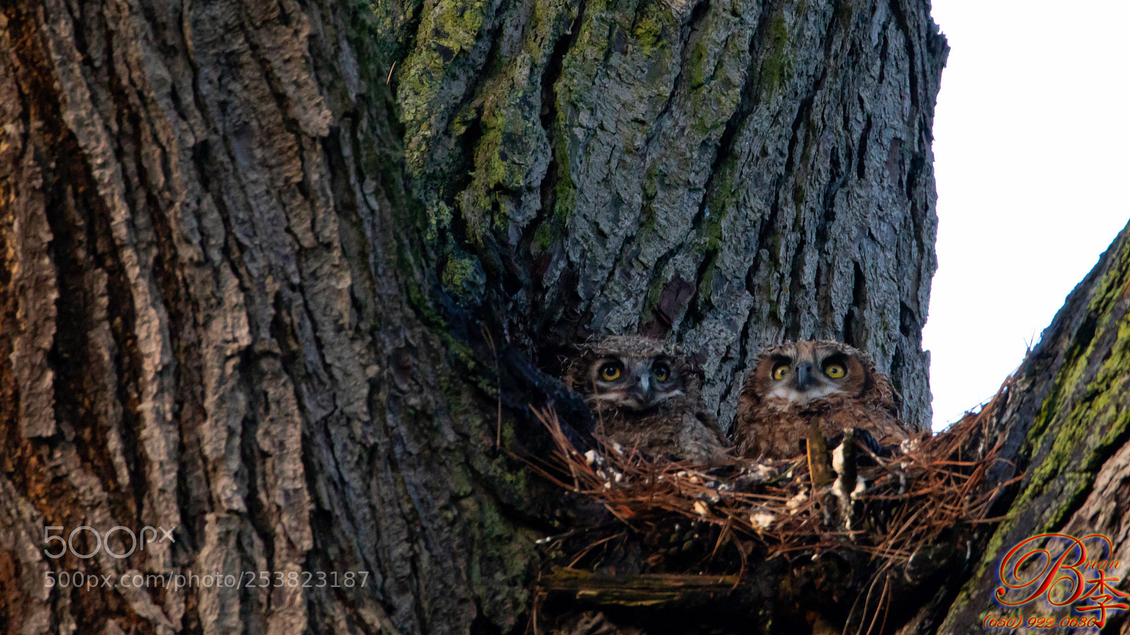 Canon EOS 5D Mark IV sample photo. Babies owls photography