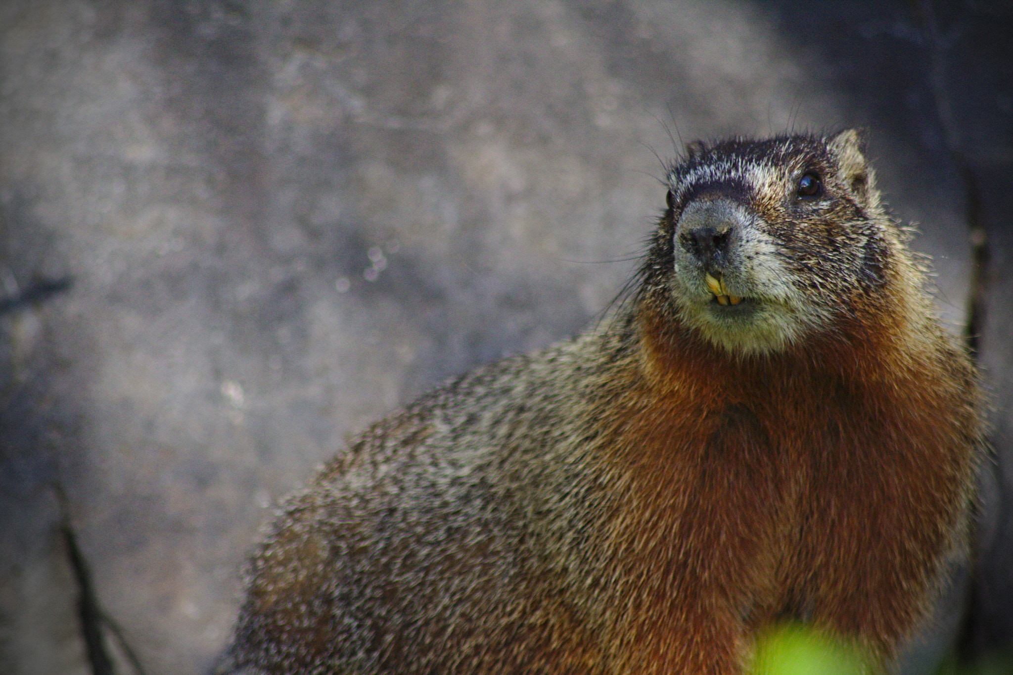 Canon EOS 1000D (EOS Digital Rebel XS / EOS Kiss F) sample photo. Marmot photography