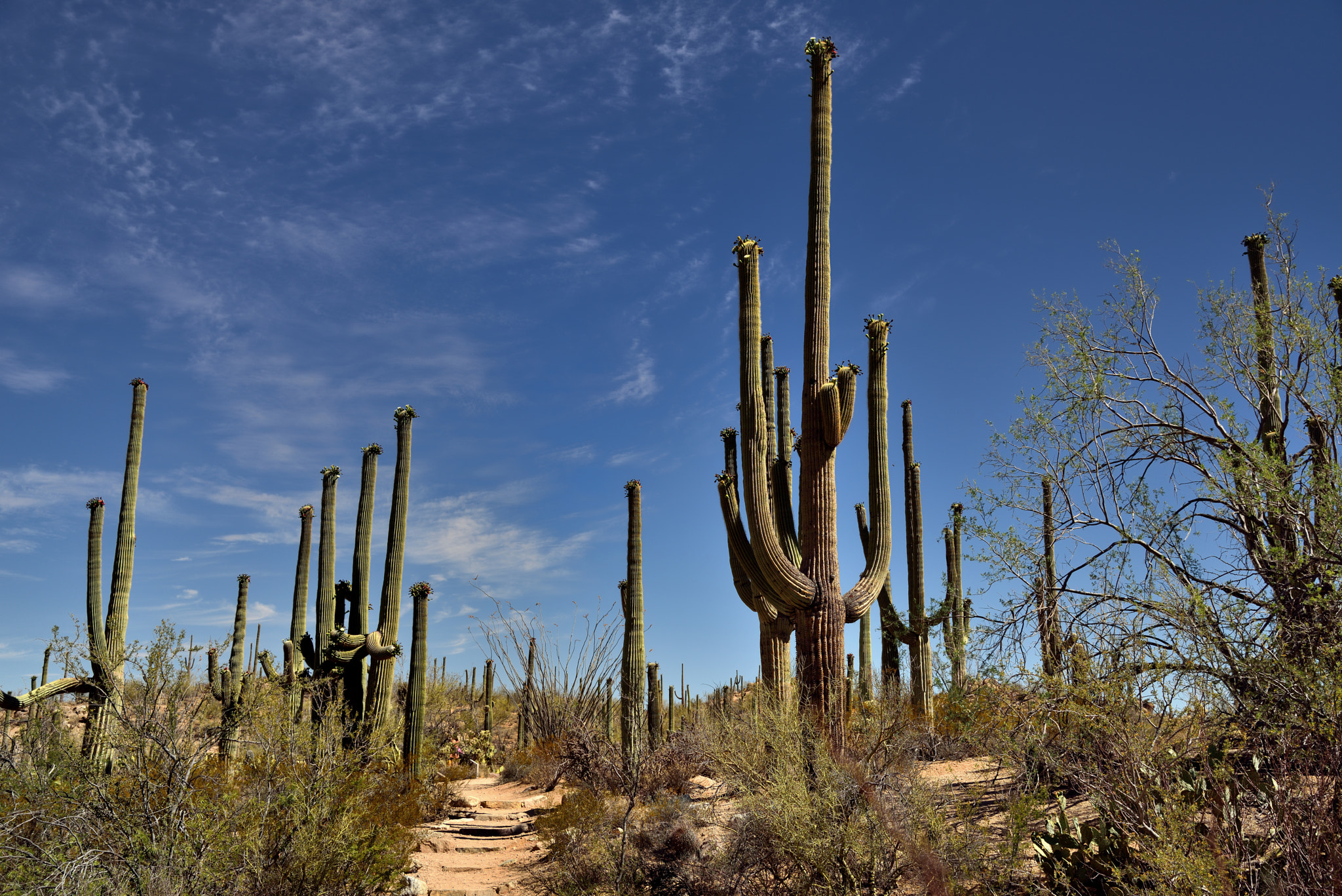 Nikon D800E sample photo. A path to walk amongst the saguaro photography