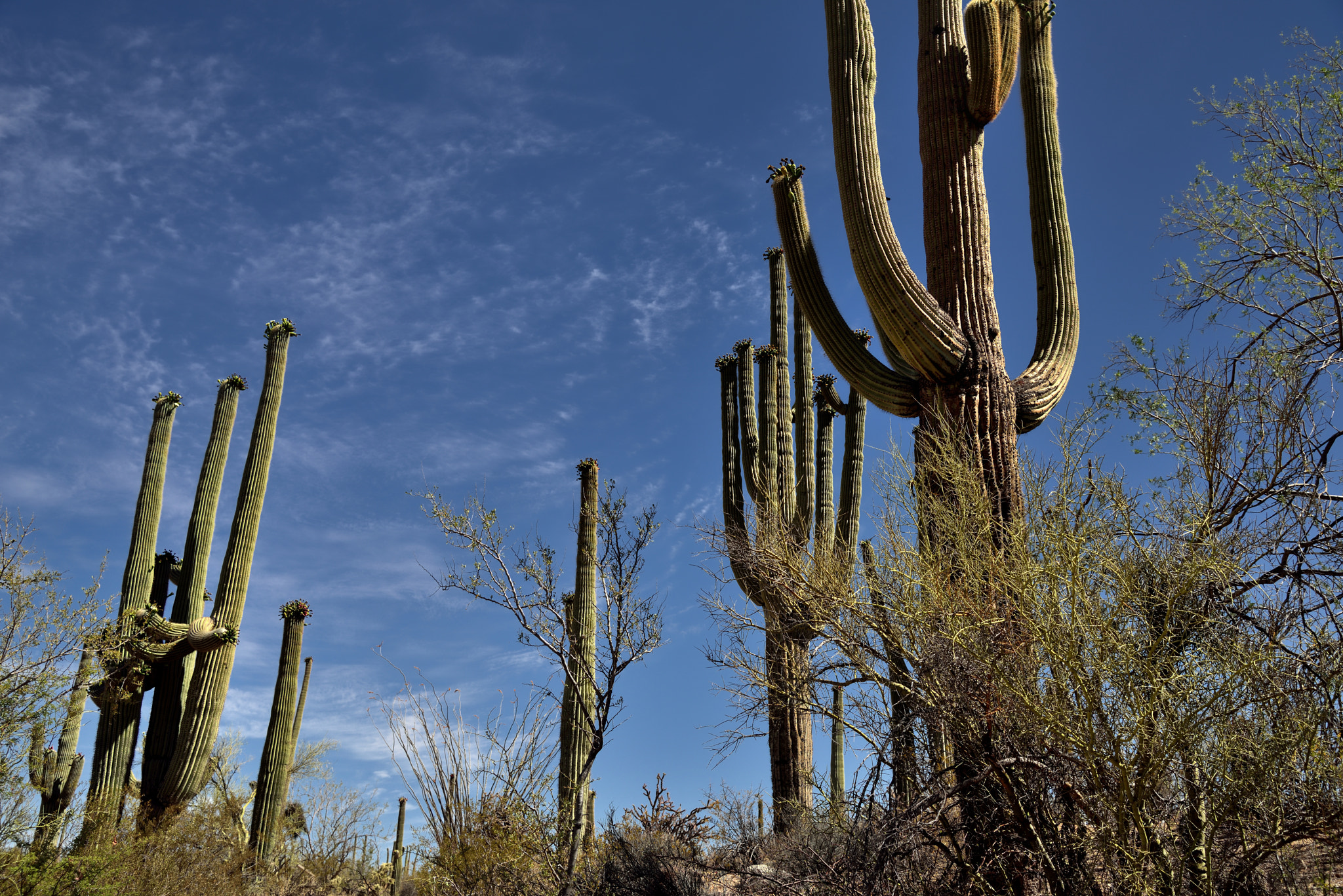 Nikon D800E + Nikon AF-S Nikkor 24-120mm F4G ED VR sample photo. Looking up to skies above with nearby saguaro cactus photography