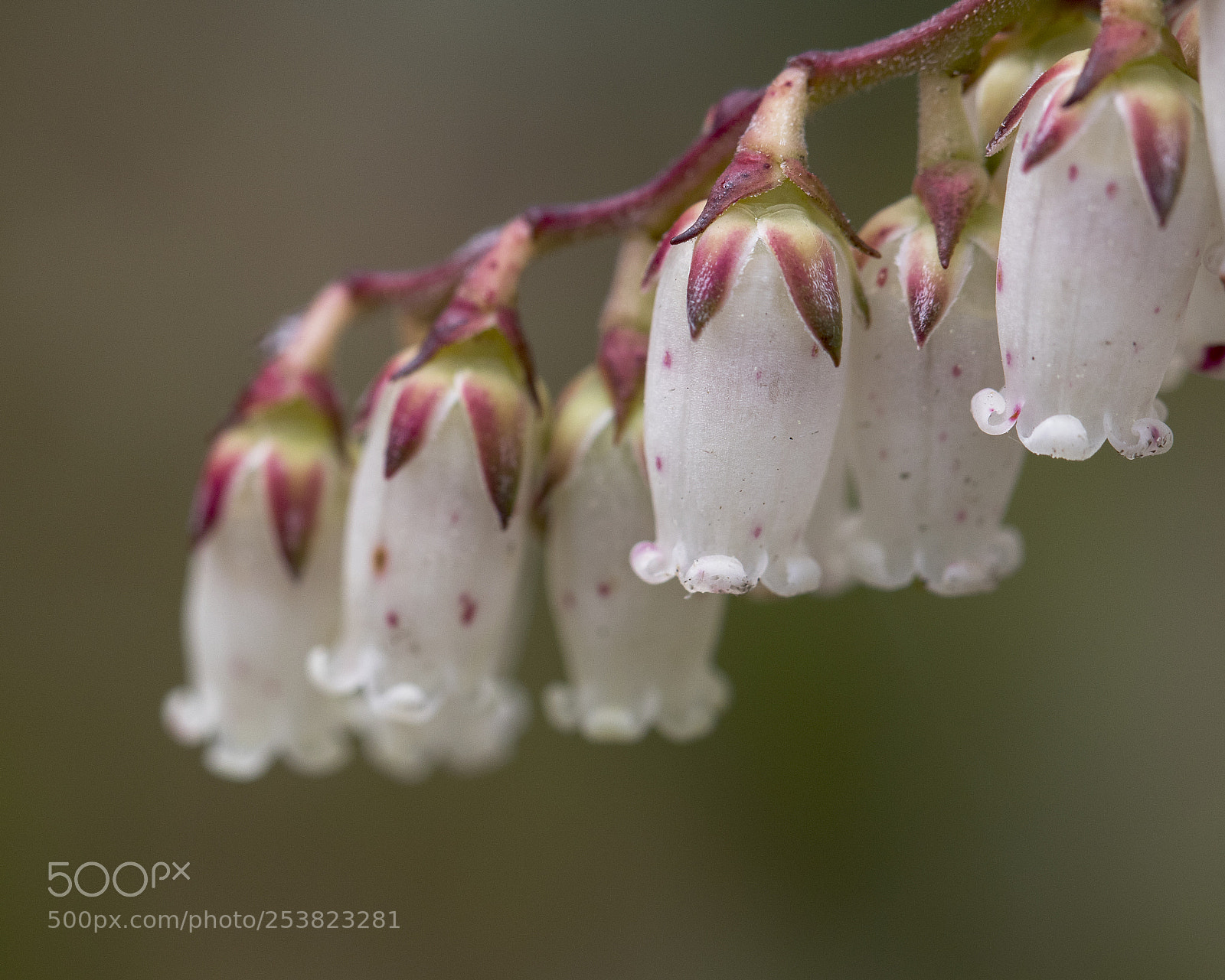 Canon EOS 7D Mark II sample photo. Florida wildflowers close photography