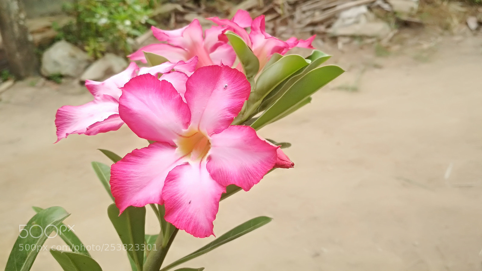 Xiaomi Redmi 4X sample photo. Plumeria sacuanjoche photography