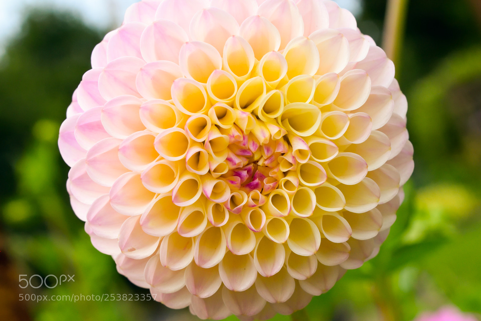Nikon D3300 sample photo. Pretty bloom photography