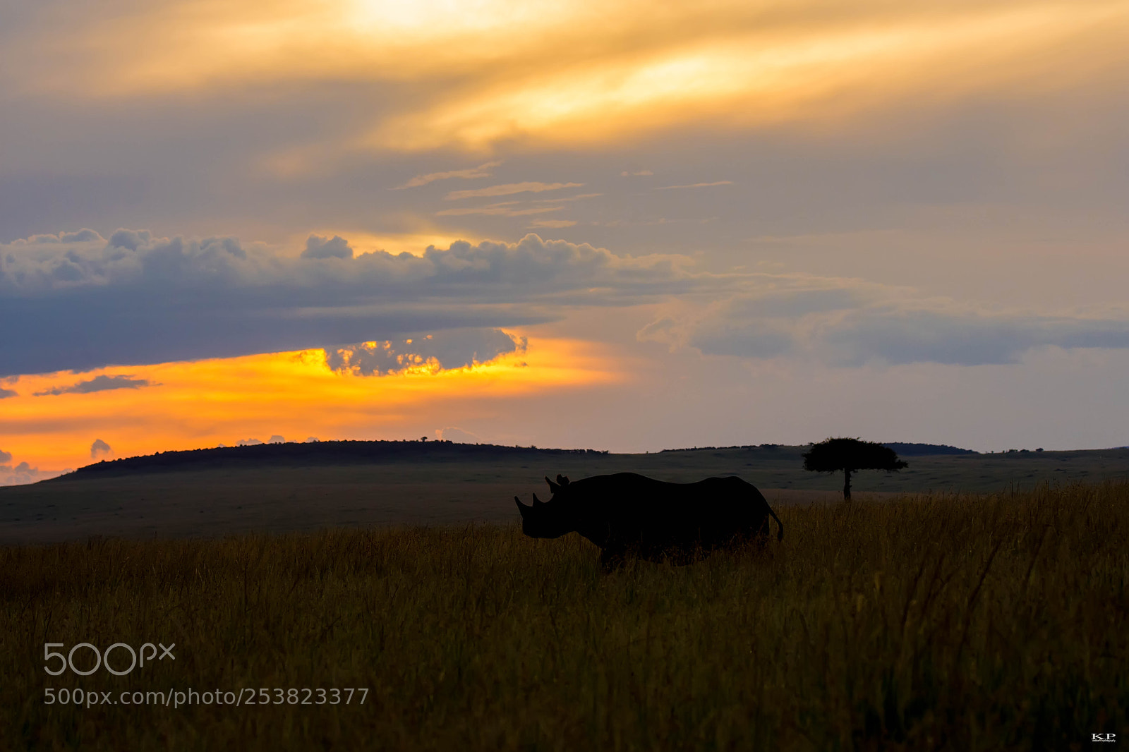 Nikon D7200 sample photo. Rhino.. magical mara.... photography