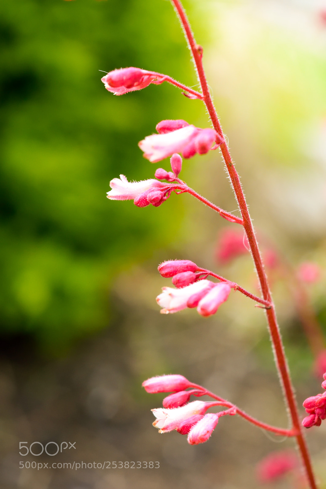 Nikon D3300 sample photo. Little pink buds photography
