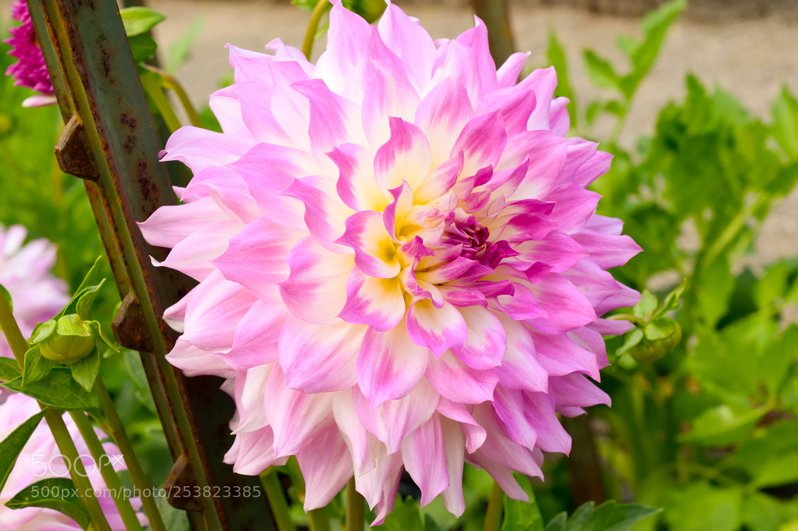 Nikon D3300 sample photo. Purple & white dahlia photography