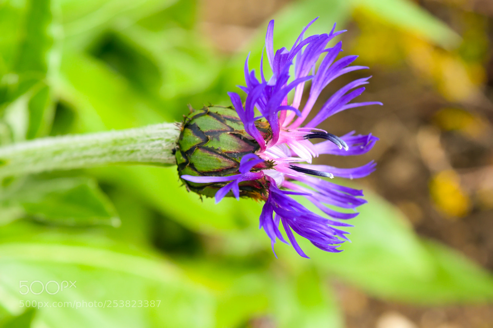 Nikon D3300 sample photo. Purple flower photography
