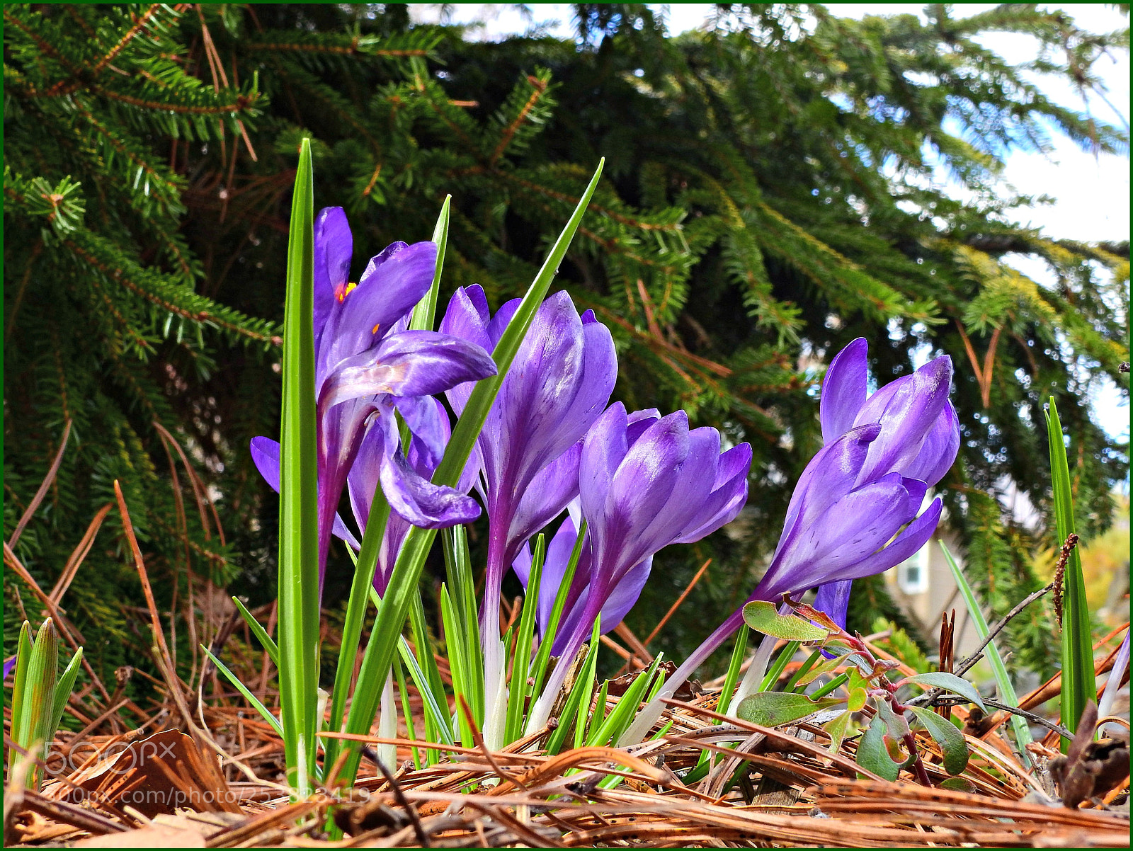 Nikon Coolpix P900 sample photo. I think it might photography