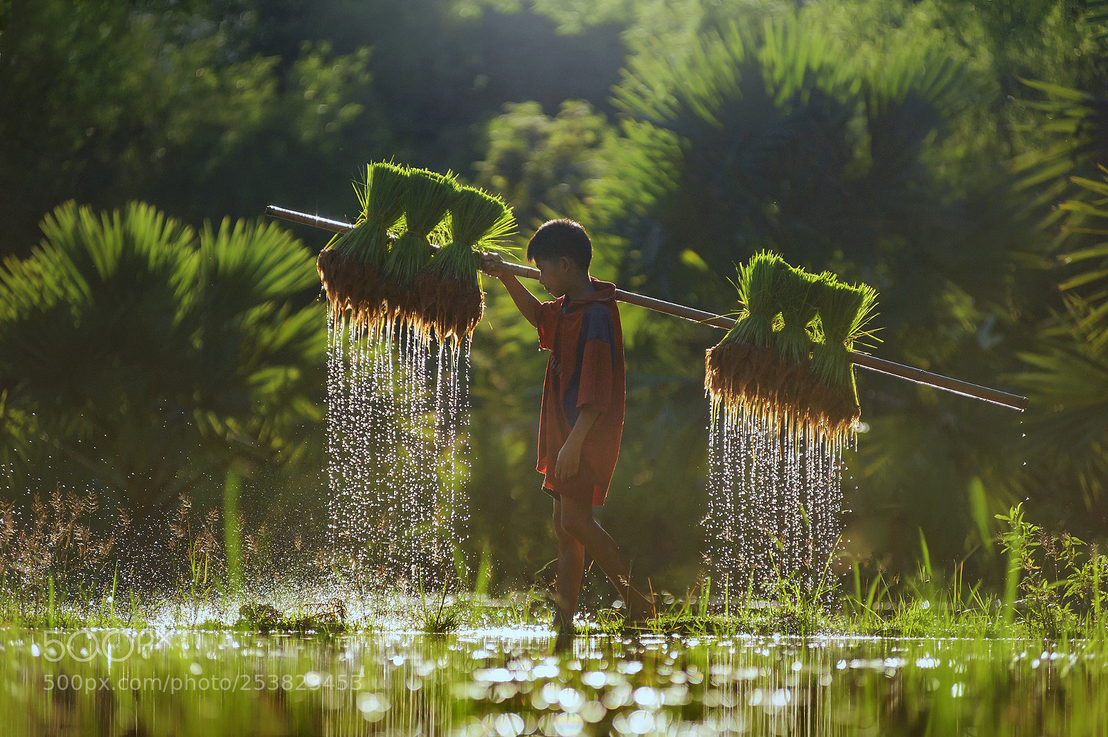 Nikon D700 sample photo. Young farmer ,thailand photography