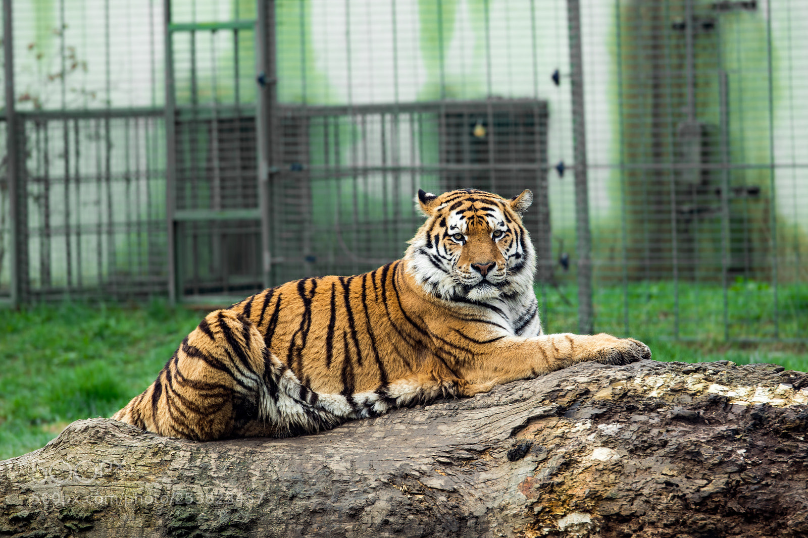Sony SLT-A68 sample photo. Siberian tiger photography