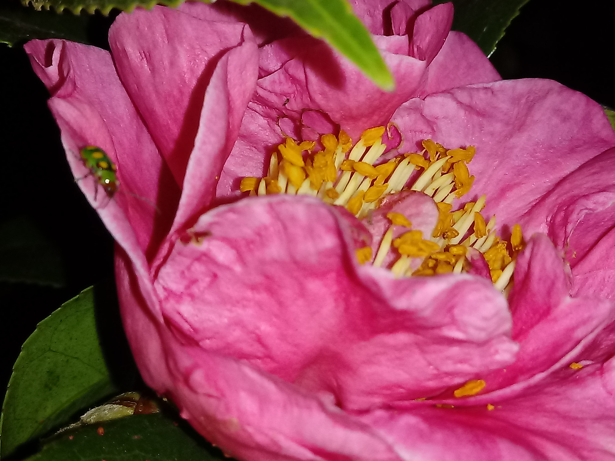 LG K10 (2017) sample photo