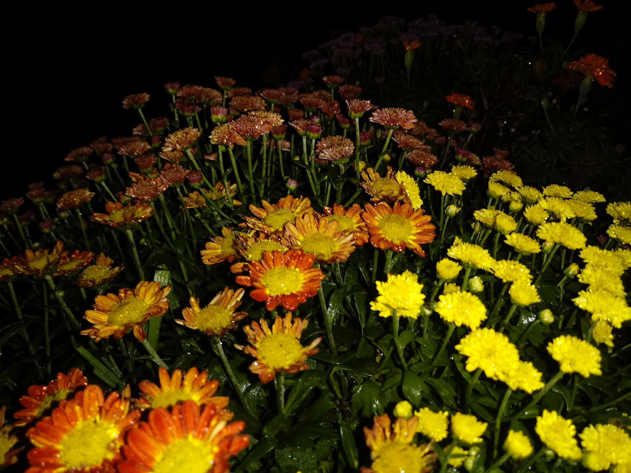 LG K10 (2017) sample photo