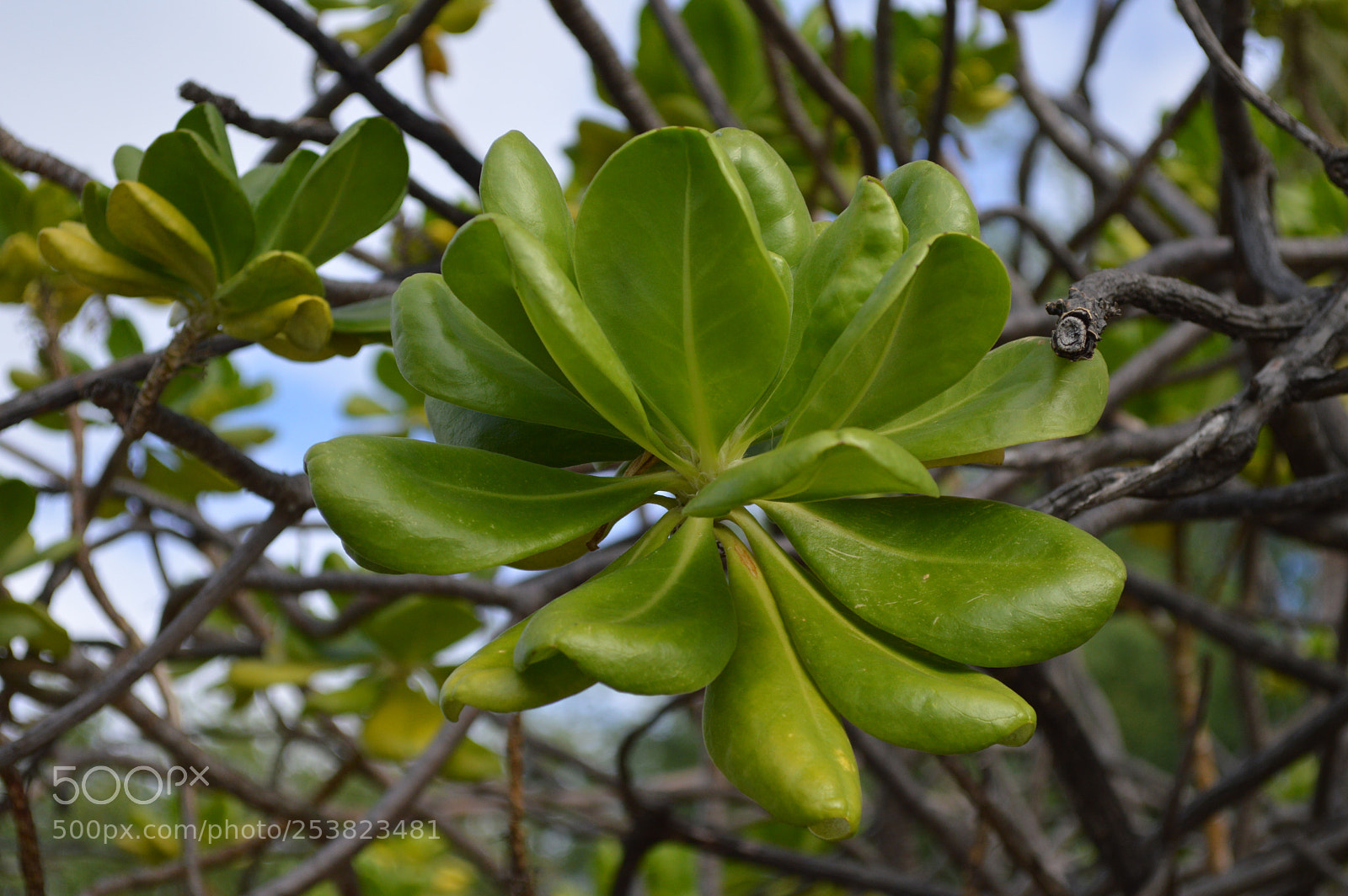 Nikon D3200 sample photo. Green flower pod photography