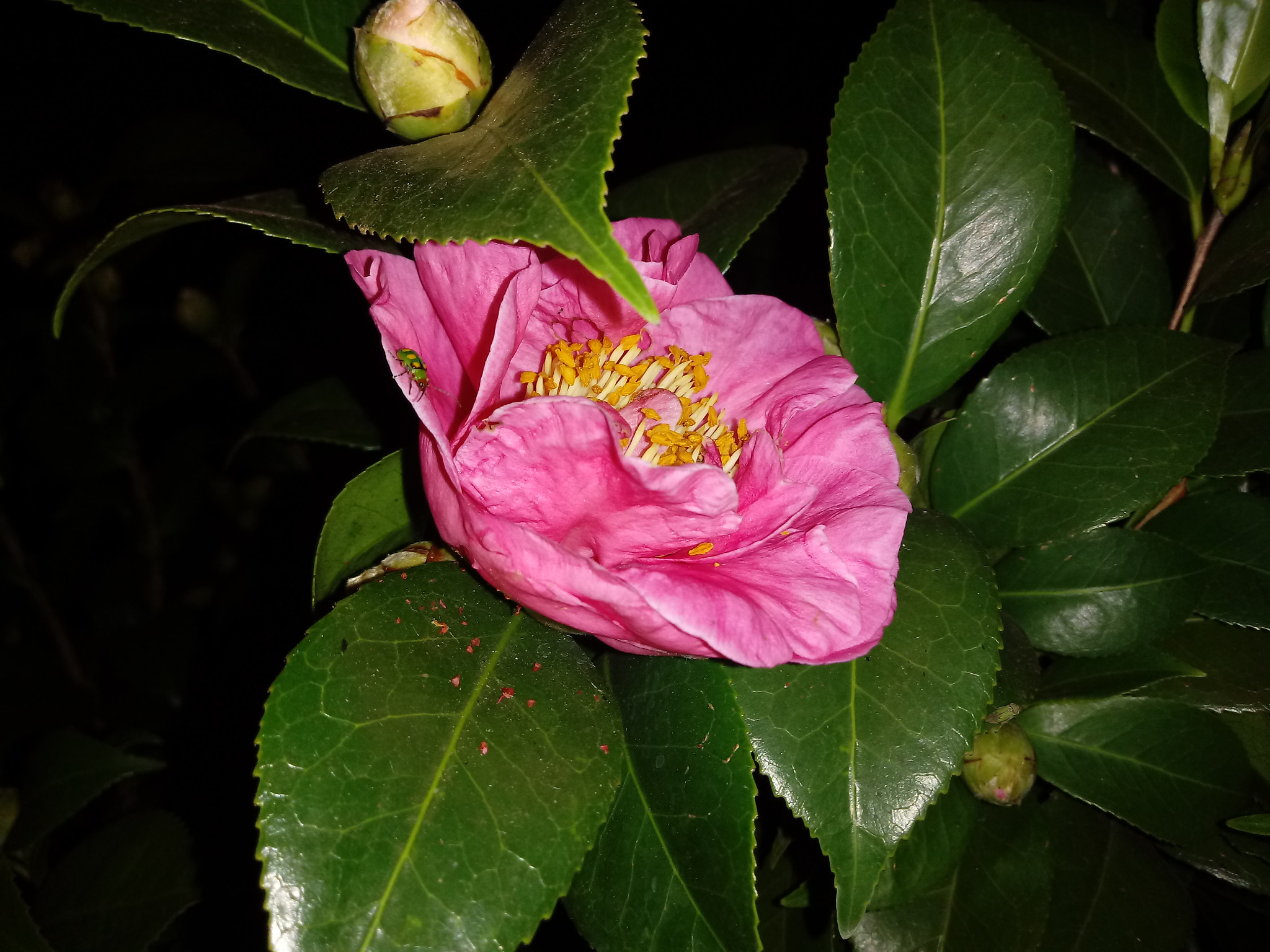 LG K10 (2017) sample photo