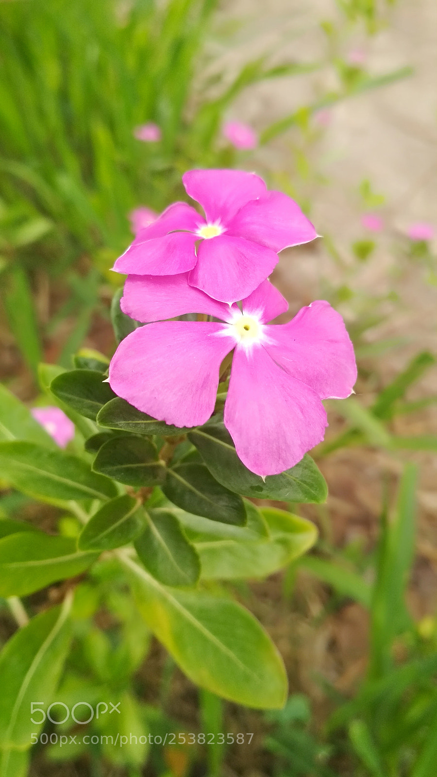 Xiaomi Redmi 4X sample photo. Catharanthus roseus photography