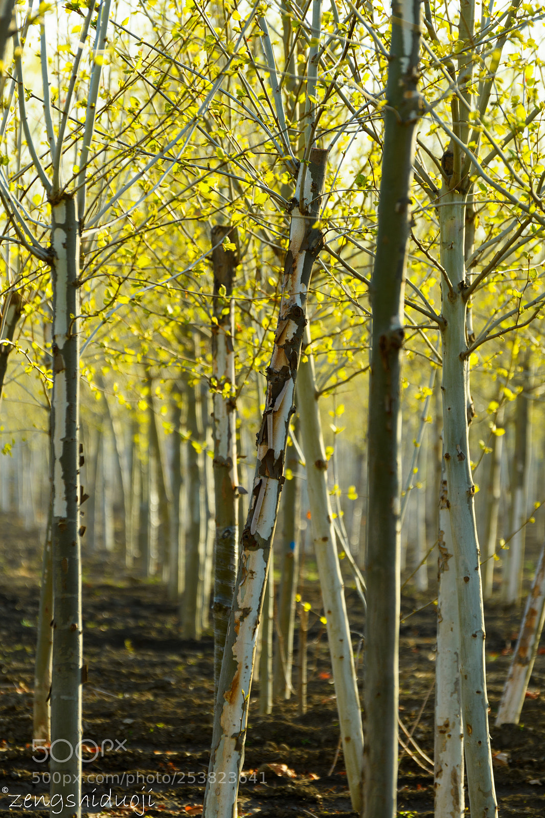 Nikon D500 sample photo. 开枝散叶 photography