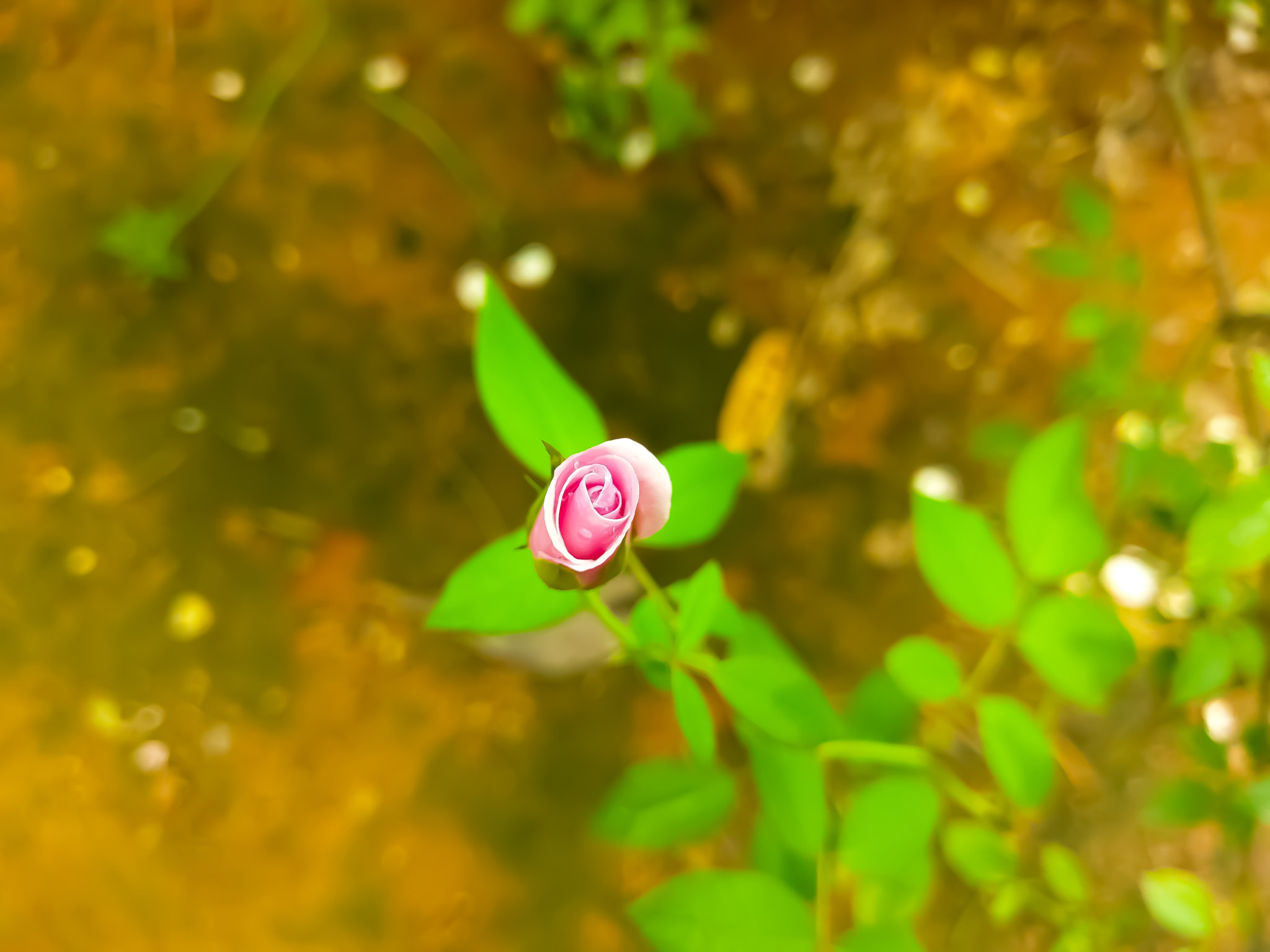 HTC 10 sample photo. Rose buds.... photography