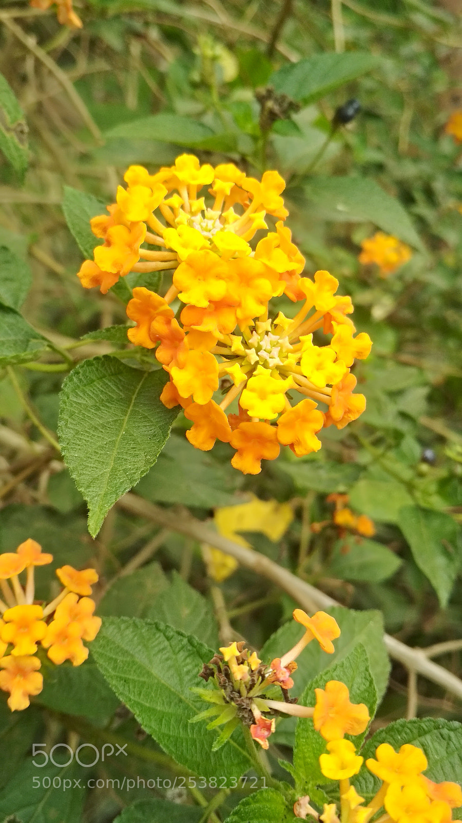 Xiaomi Redmi 4X sample photo. Lantana camara photography