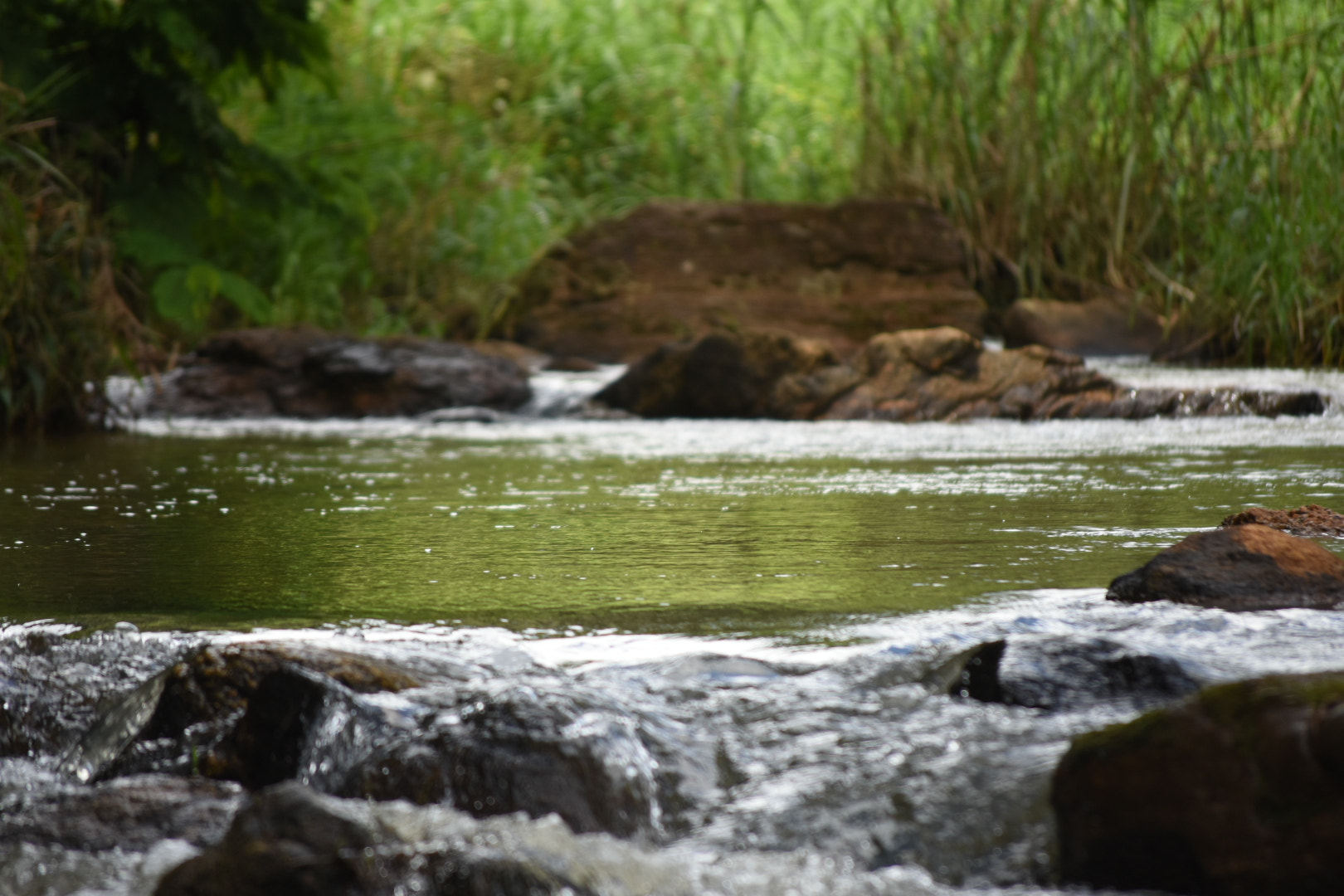 Nikon D7200 sample photo. Nature photography