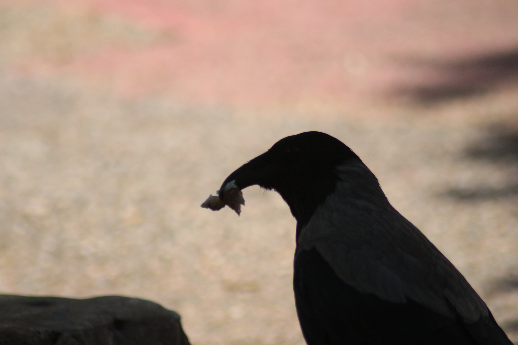 Canon EOS 700D (EOS Rebel T5i / EOS Kiss X7i) sample photo. Eating photography