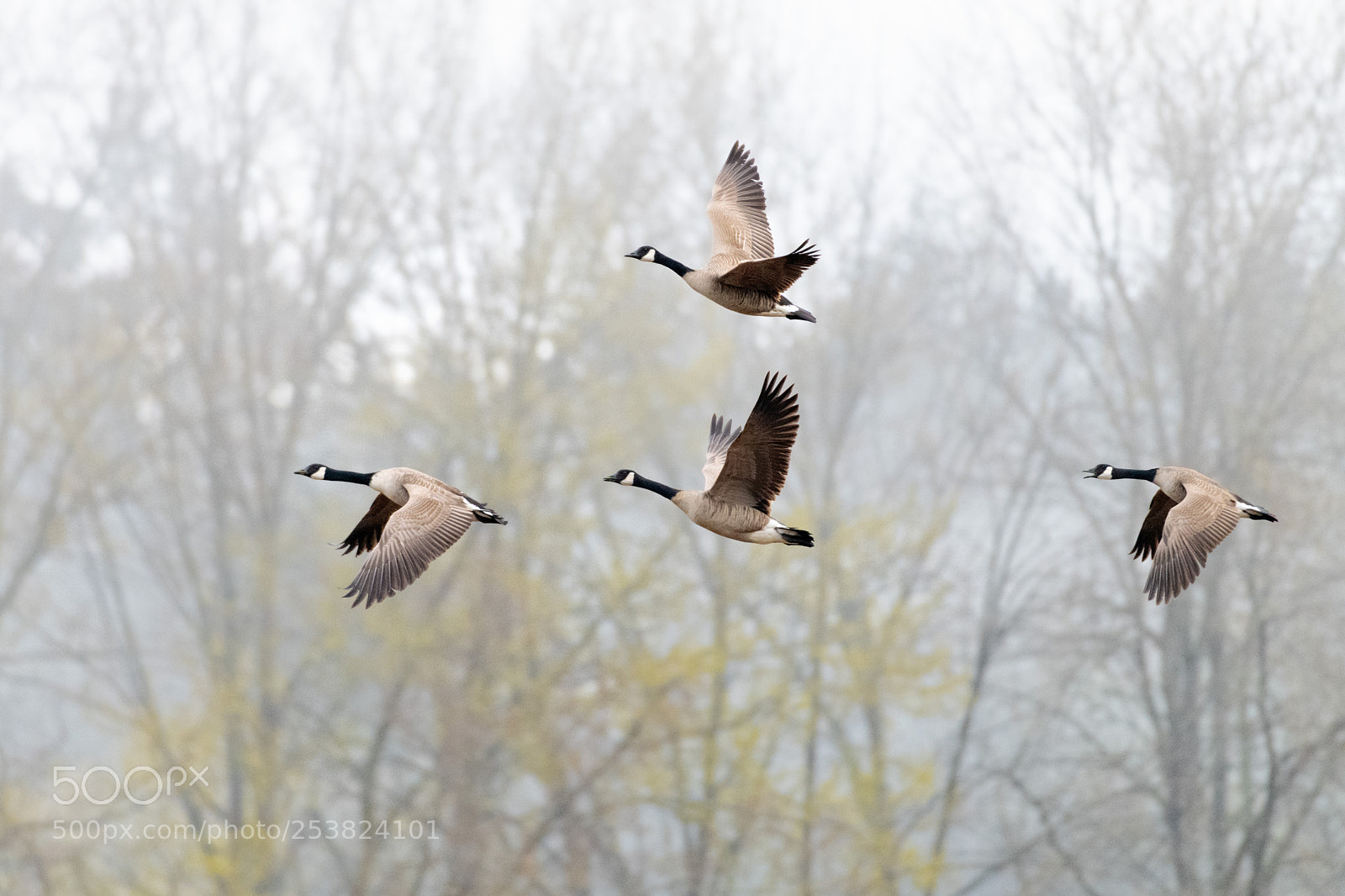 Nikon D850 sample photo. Canadian geese take flight photography