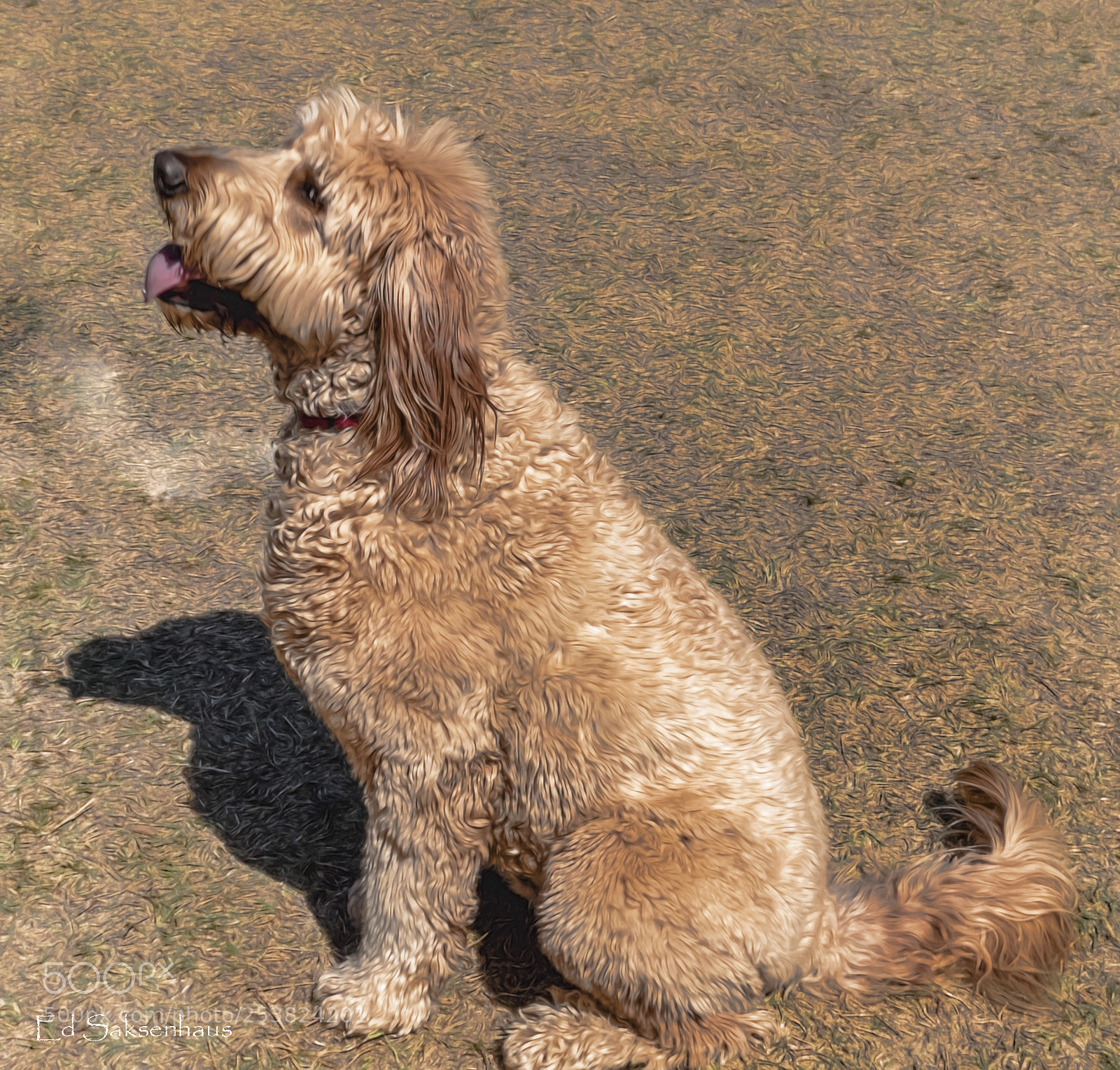 Panasonic Lumix DMC-FZ1000 sample photo. Golden doodle--golden poodle mix. photography