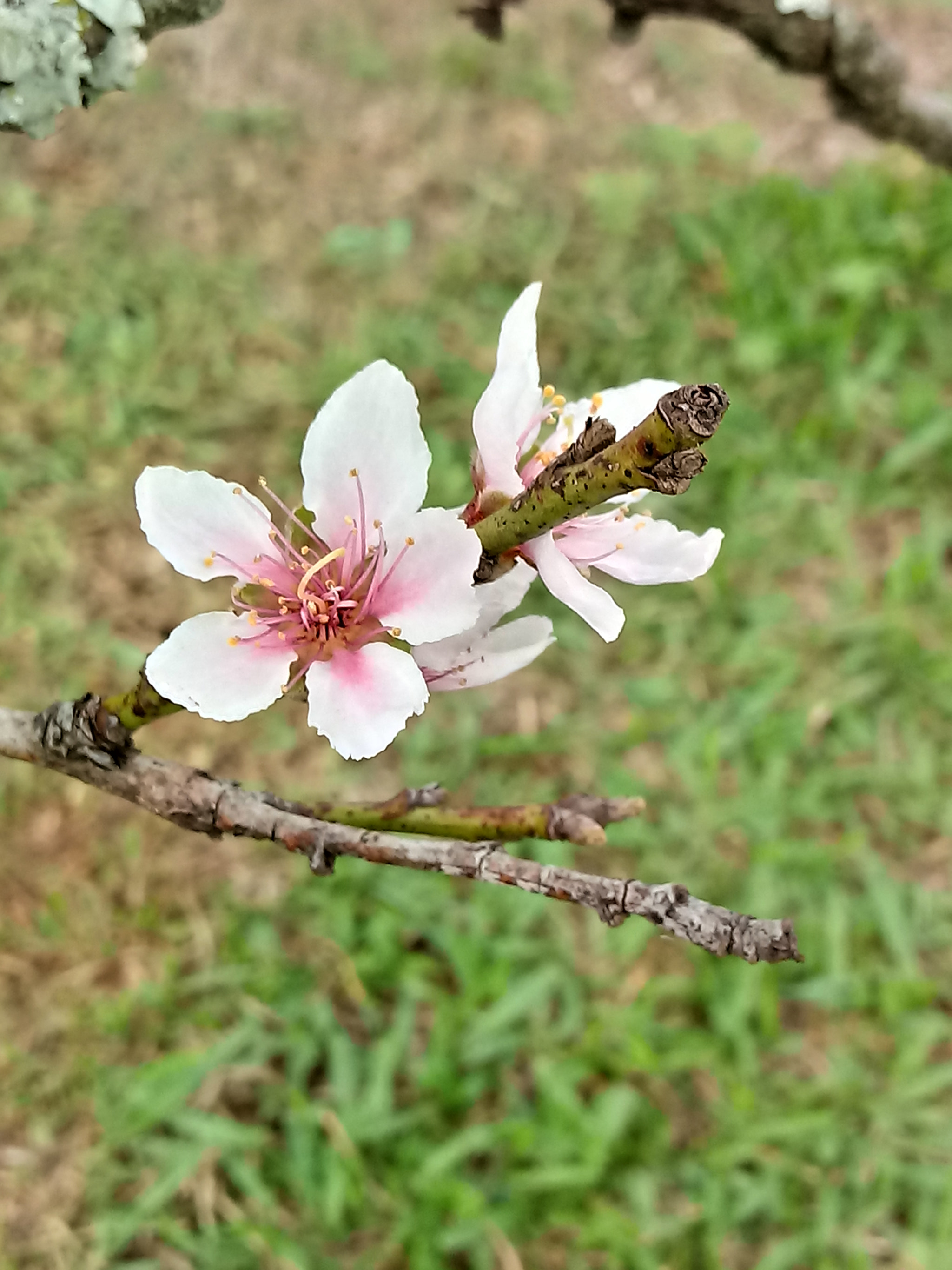 LG K10 (2017) sample photo