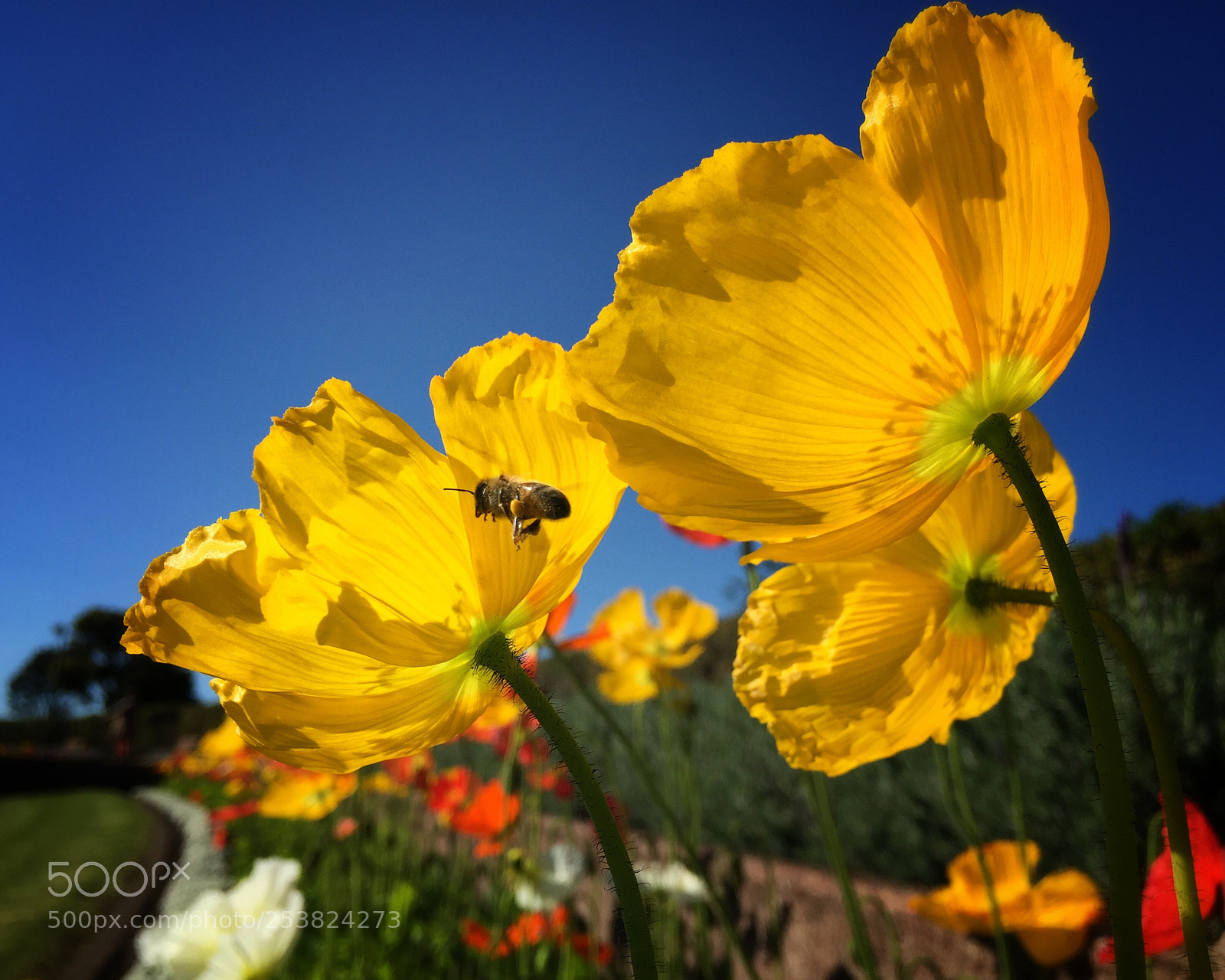 Apple iPhone 6 sample photo. The busy bee photography