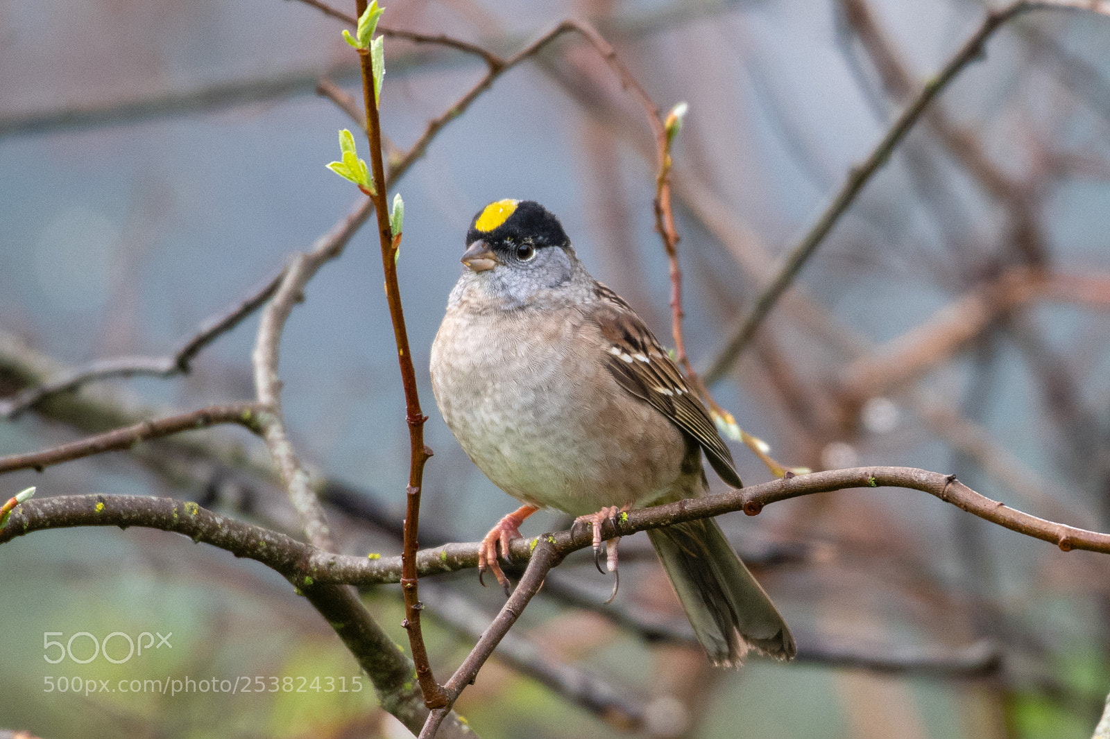 Nikon D850 sample photo. Golden crowned sparrow photography