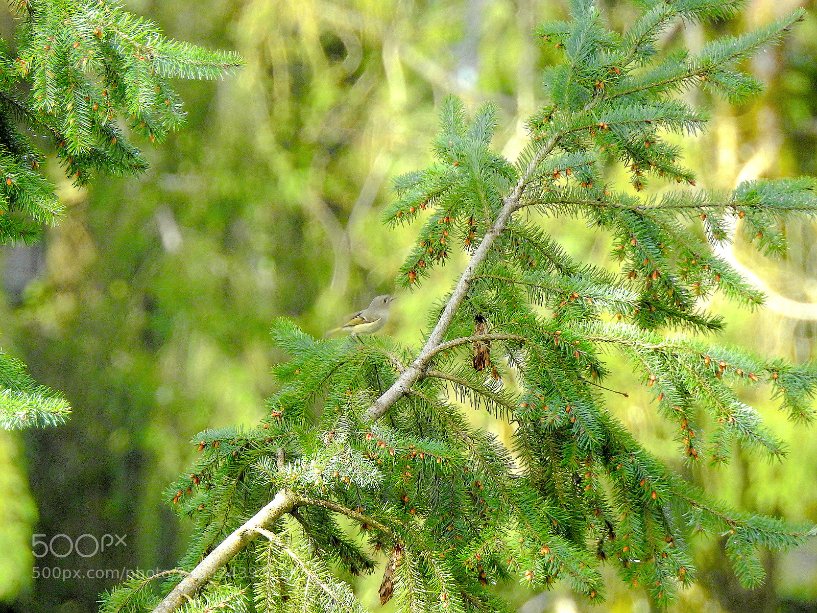 Nikon Coolpix P900 sample photo. Itsy bitsy ruby photography