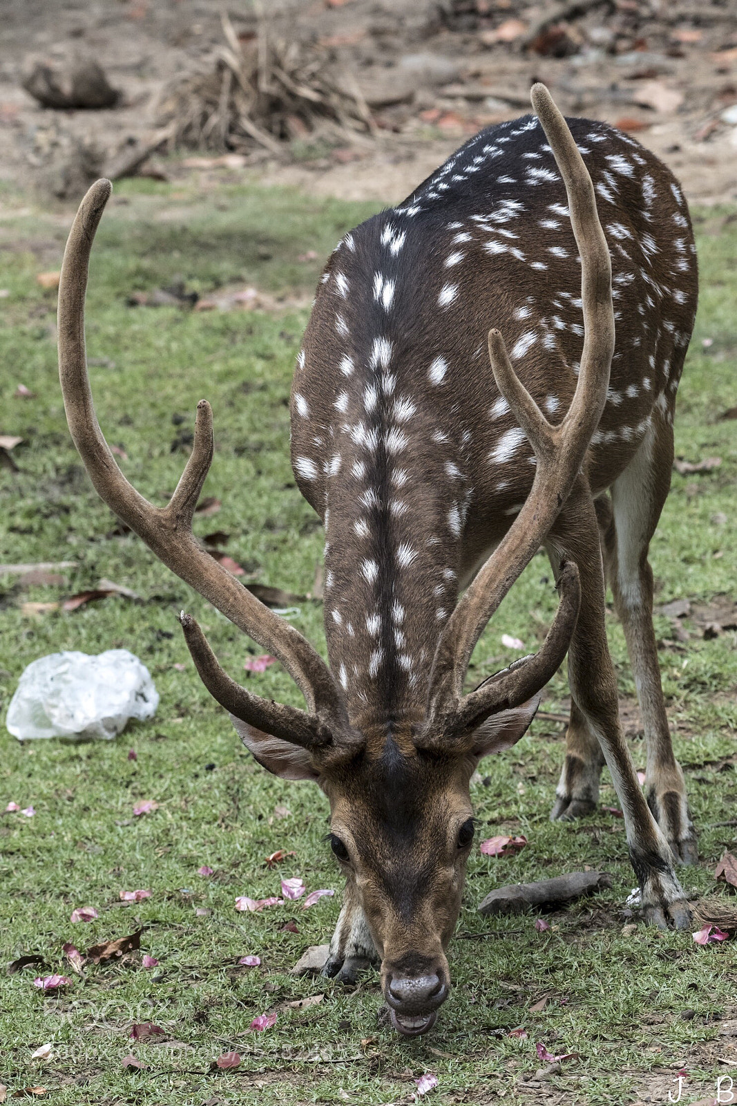 Nikon D500 sample photo. Spotted deer photography