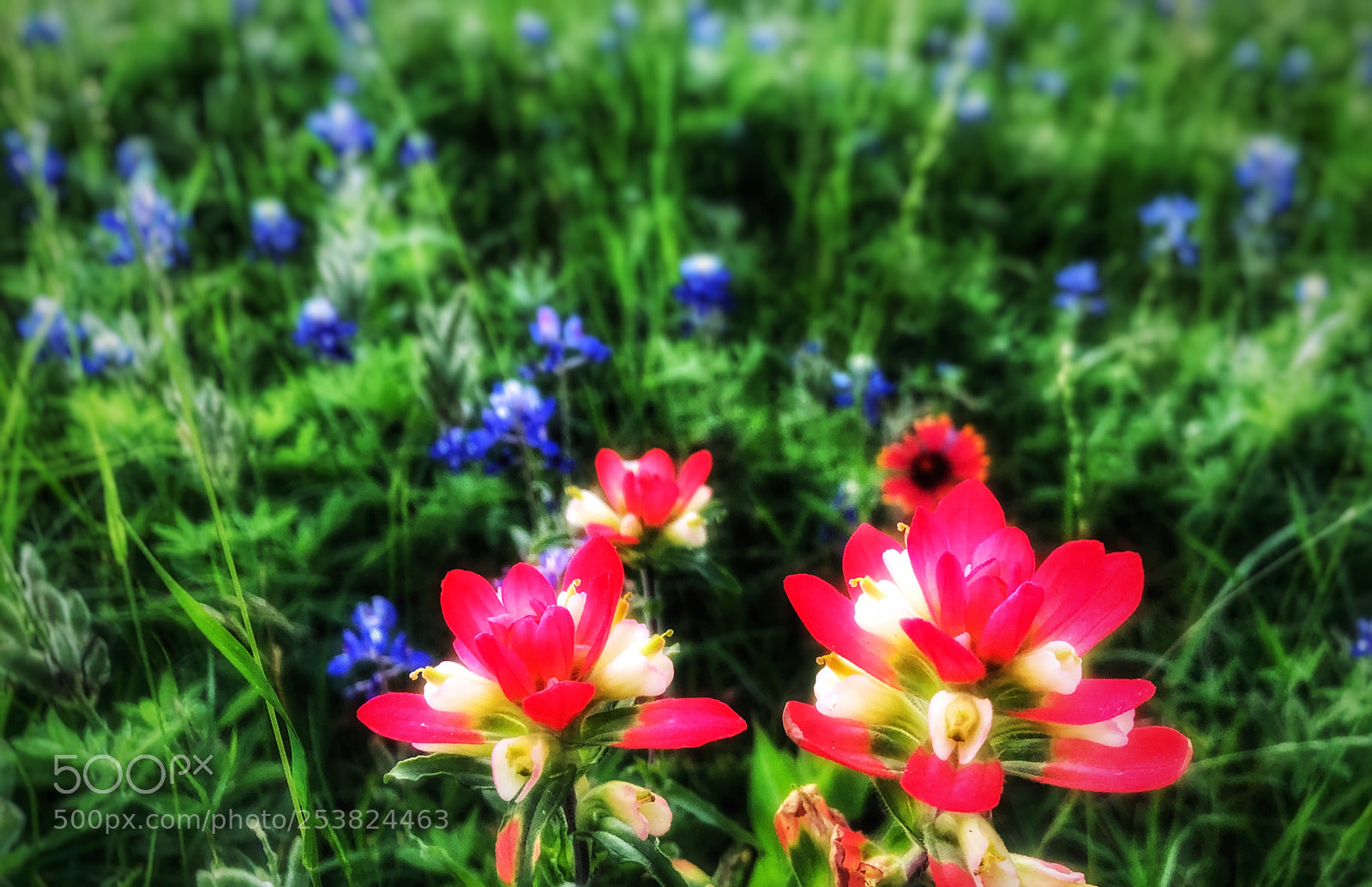 Apple iPhone X sample photo. Flowers of texas  photography