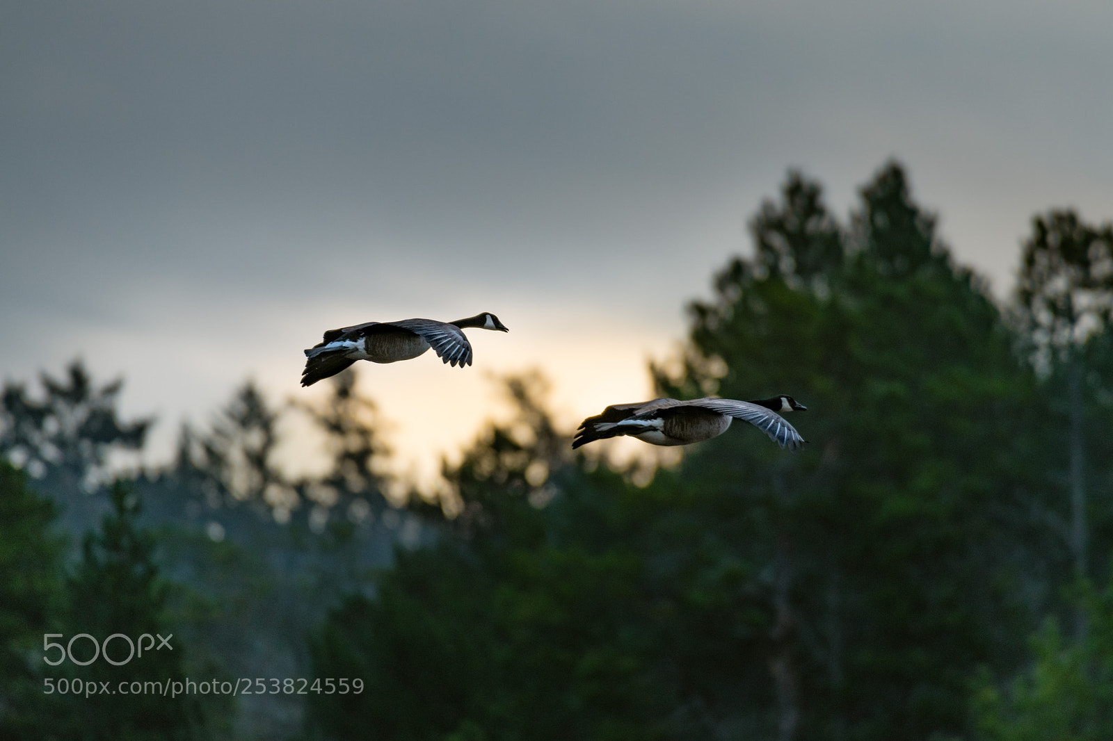 Nikon D850 sample photo. Morning sunrise photography