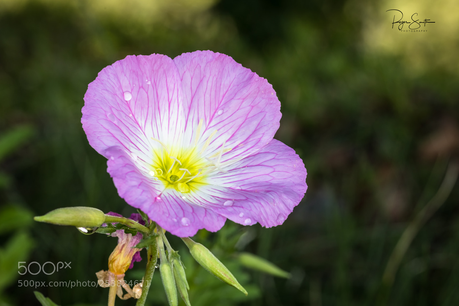 Canon EOS 5D Mark IV sample photo. Reaching for the sun photography