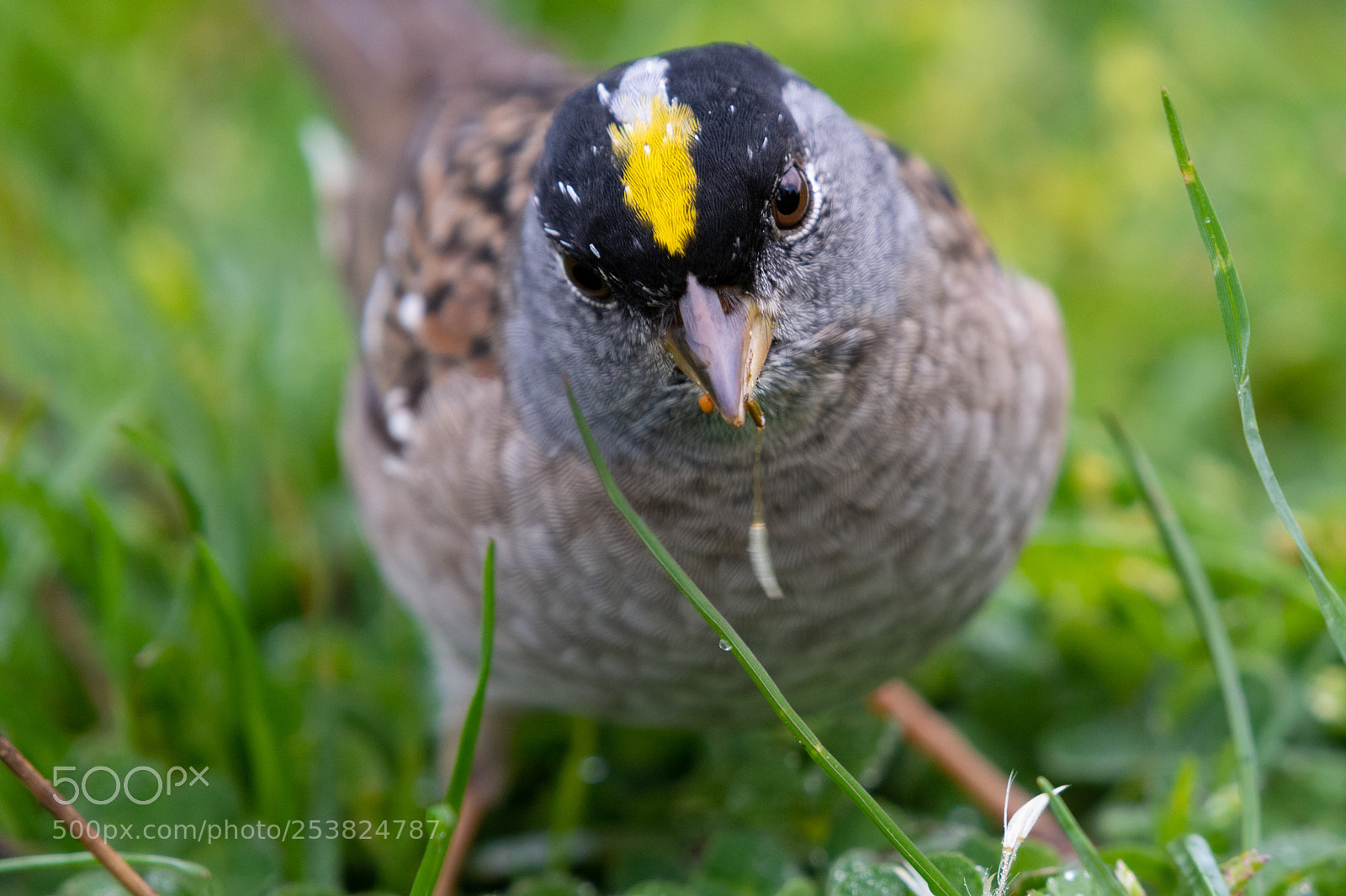 Nikon D850 sample photo. Golden crowned sparrow photography