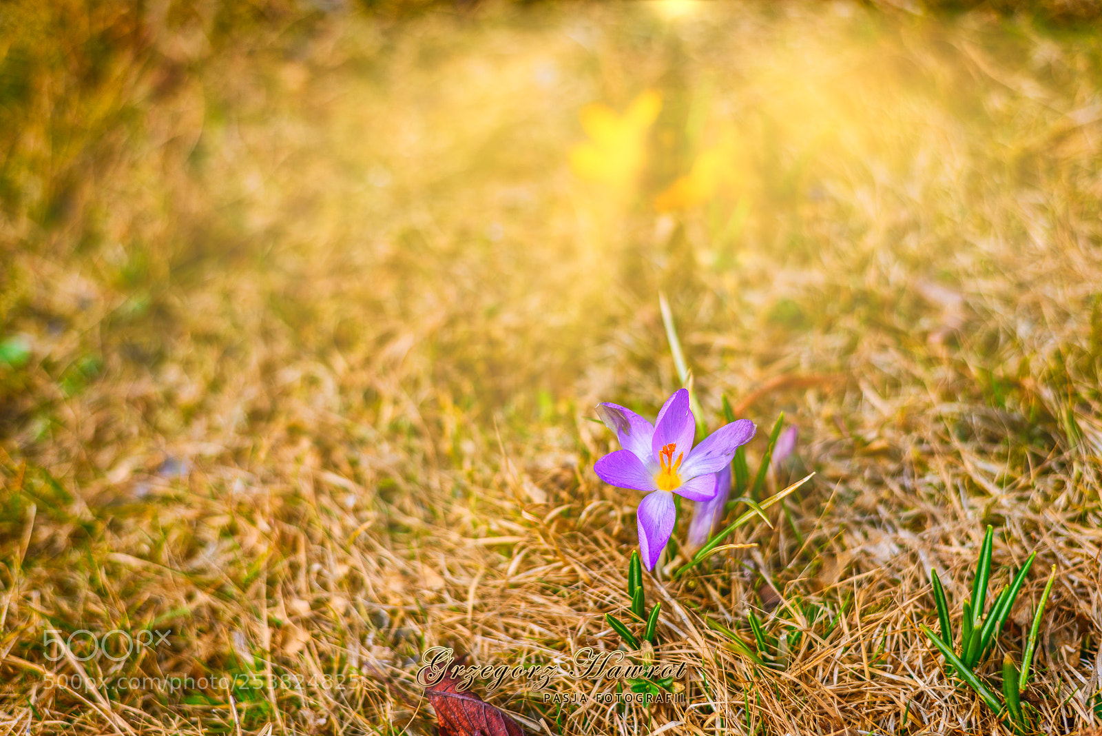 Nikon D800 sample photo. Krokusik. park chopina. gliwice. photography