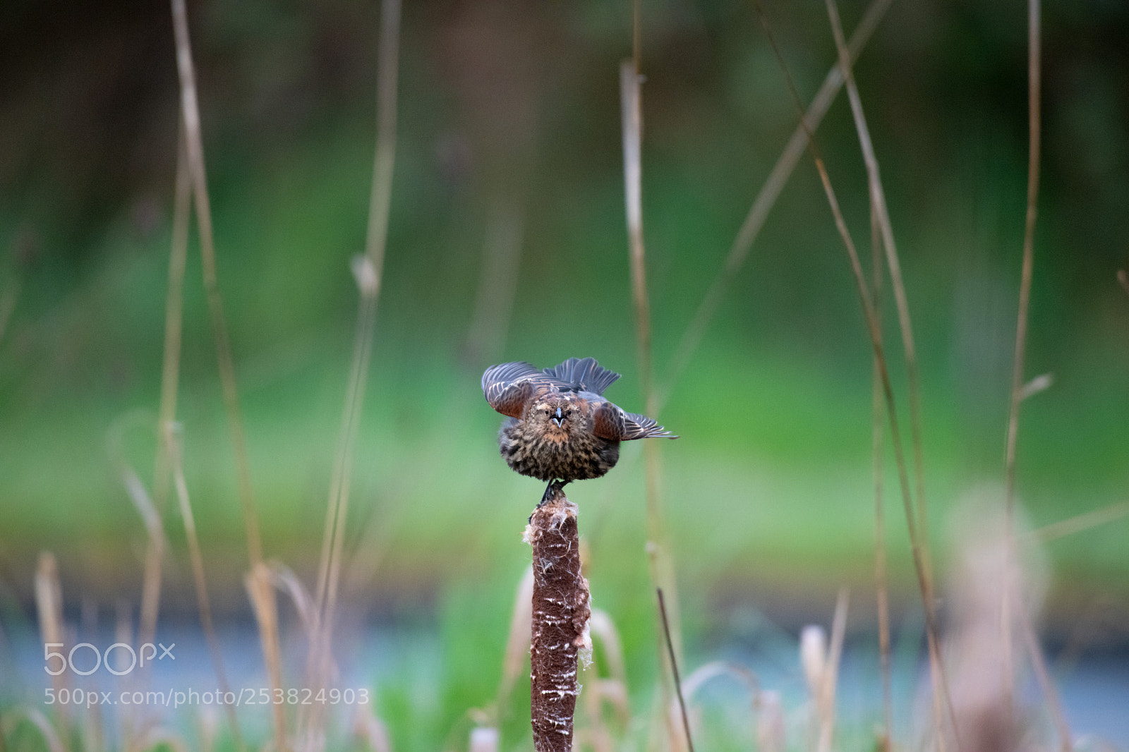Nikon D850 sample photo. Female red winged black photography