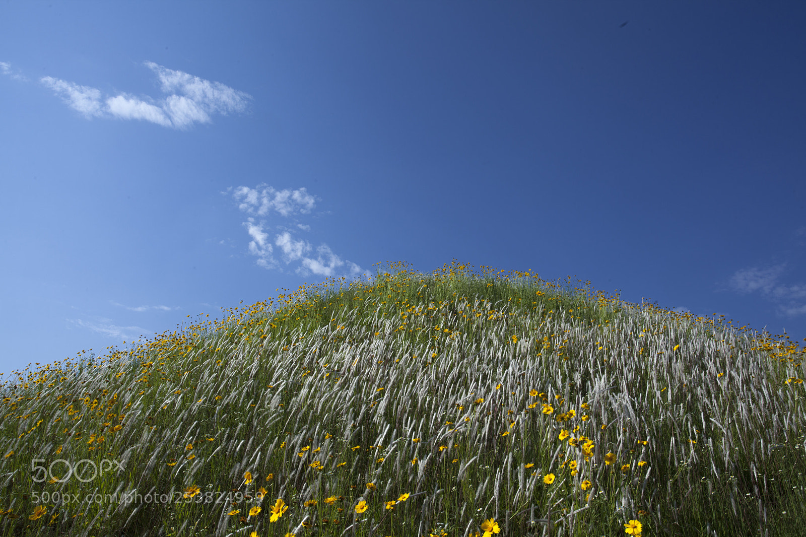Canon EOS 5D Mark II sample photo. 꽃동산 photography