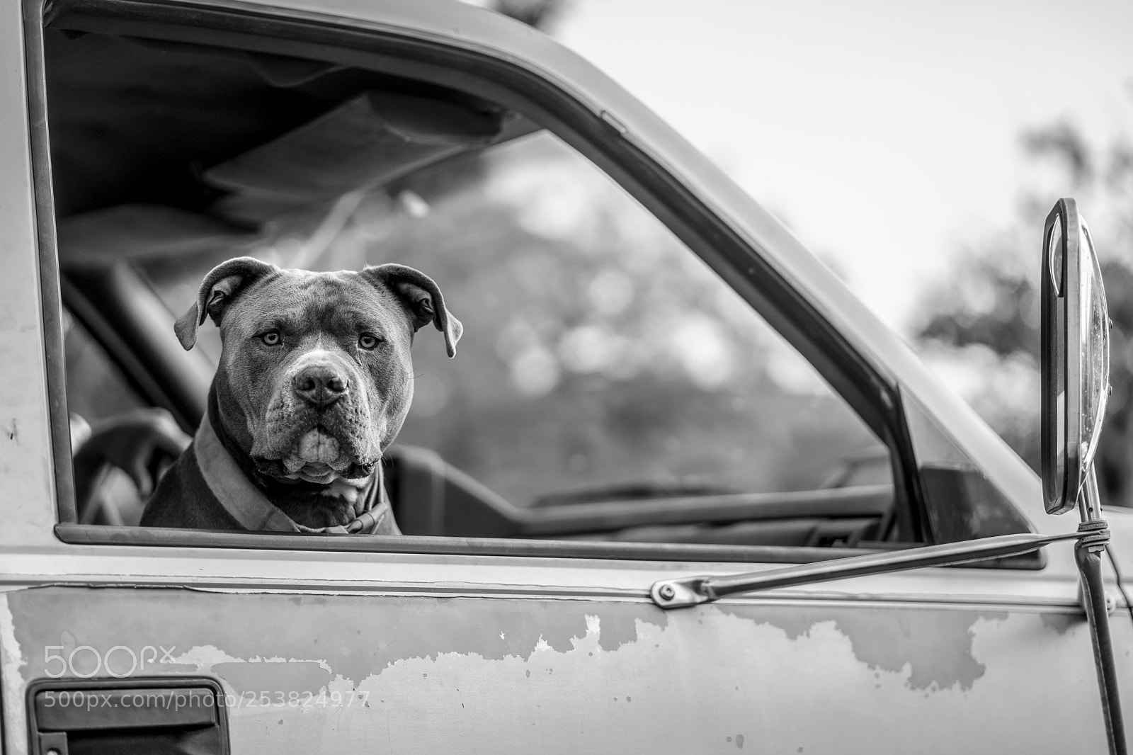 Sony a7 III sample photo. Dog passenger photography