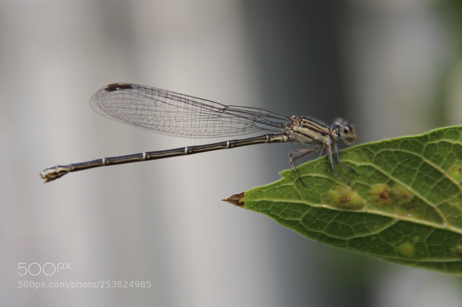 Canon EOS 600D (Rebel EOS T3i / EOS Kiss X5) sample photo. Holding to a leaf photography