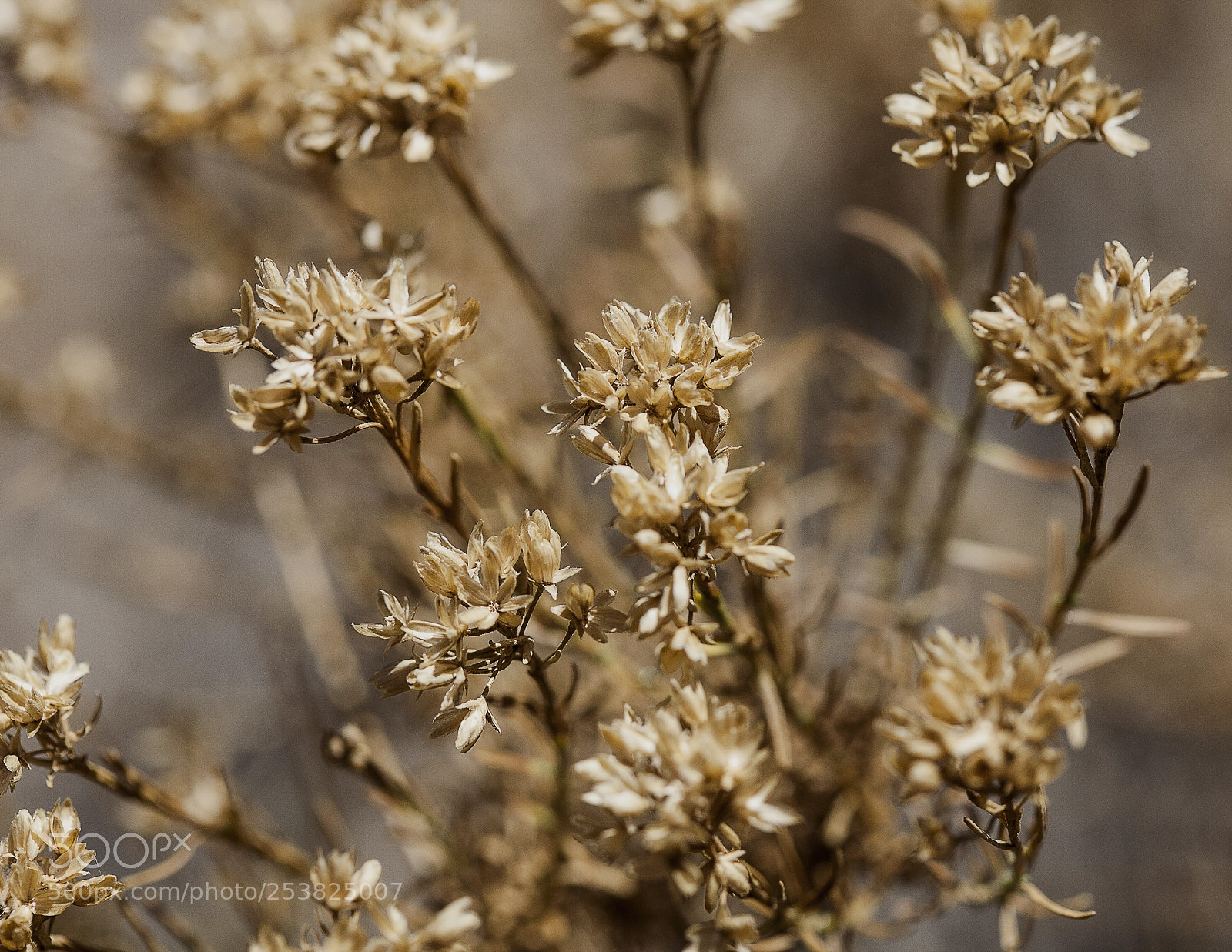 Canon EOS 5D Mark II sample photo. Mg photography