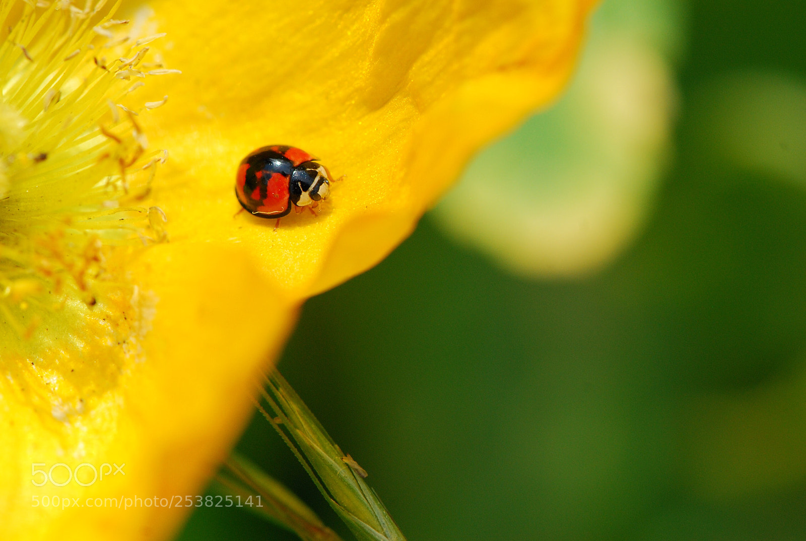 Nikon D80 sample photo. Ladybug photography